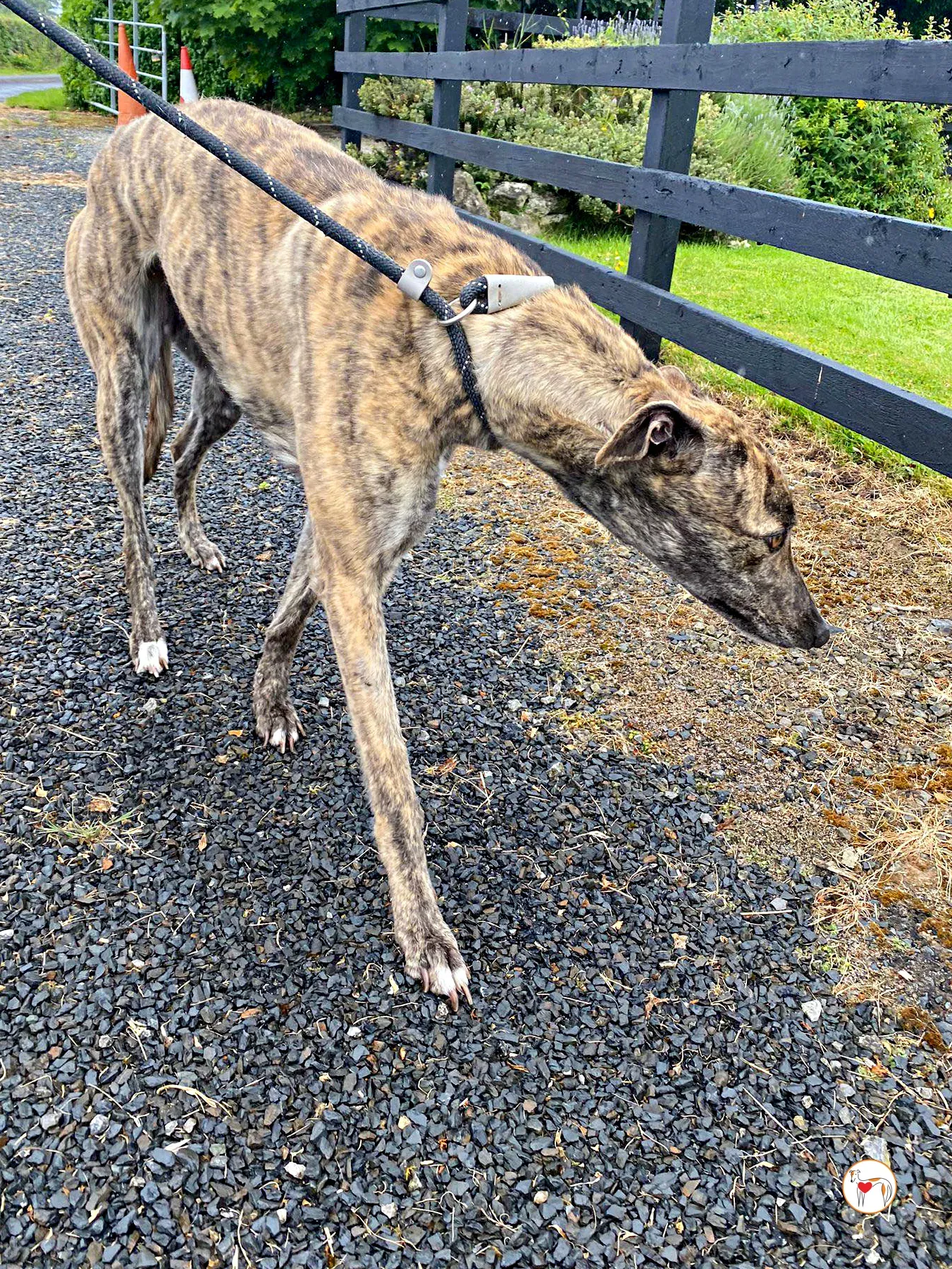 poppy grey adozione 17