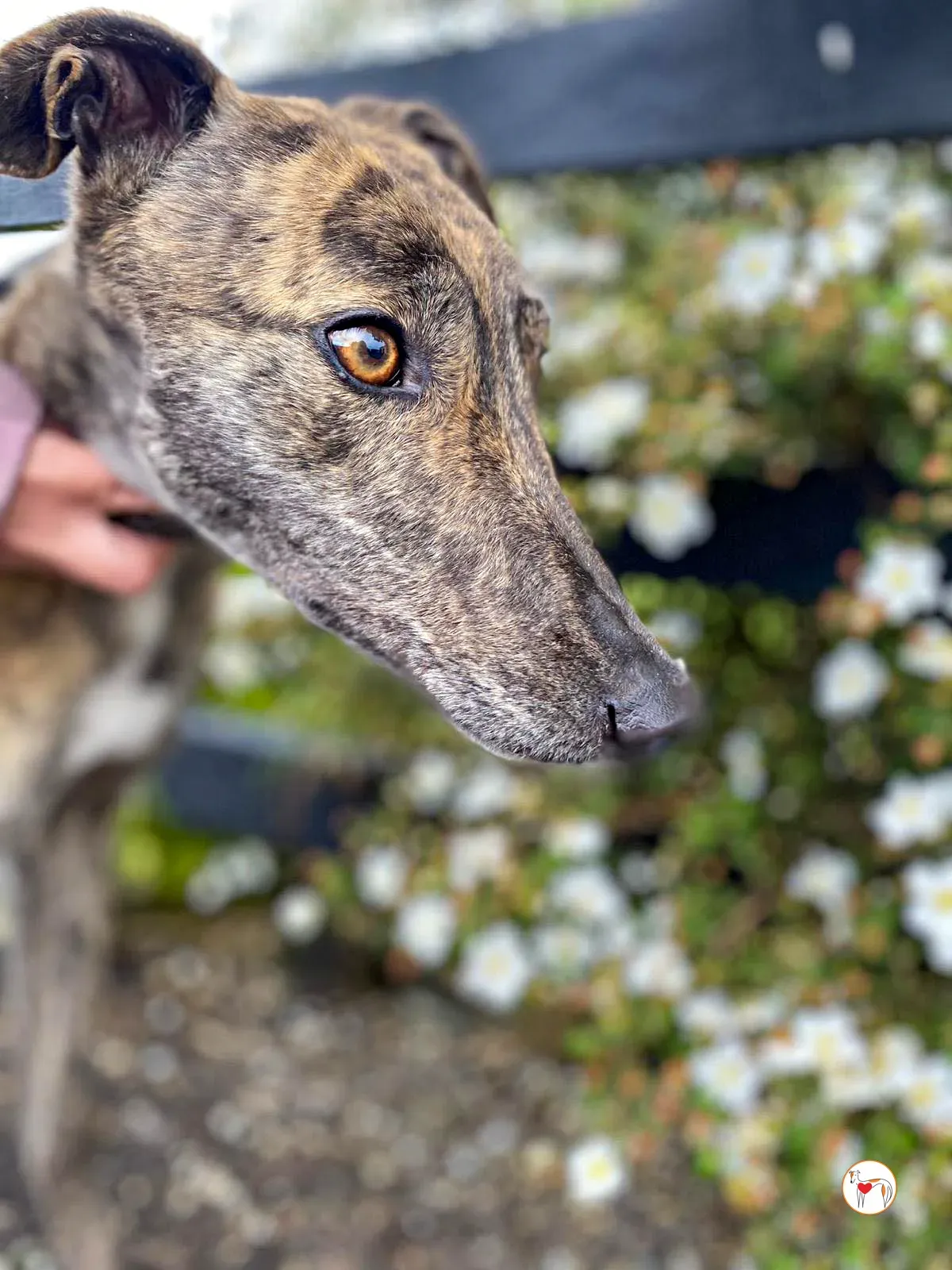 poppy grey adozione 18