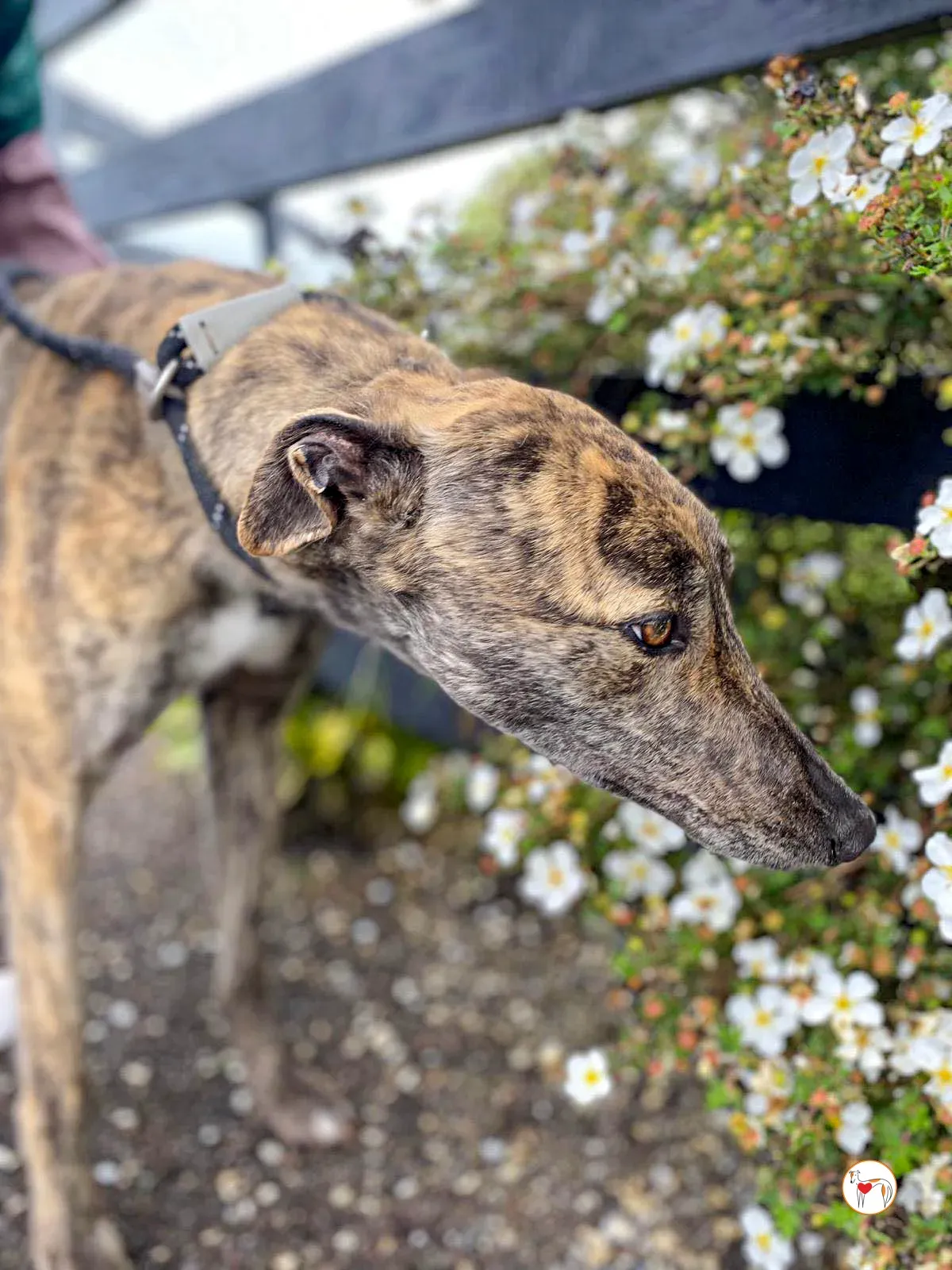 poppy grey adozione 19