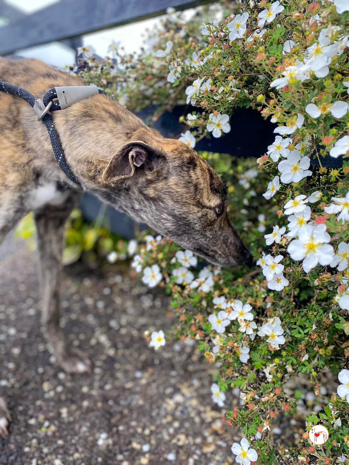 poppy grey adozione 20