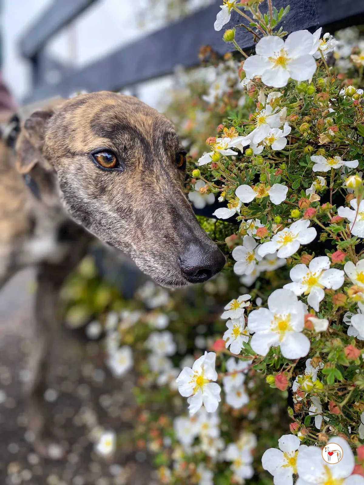 poppy grey adozione 21