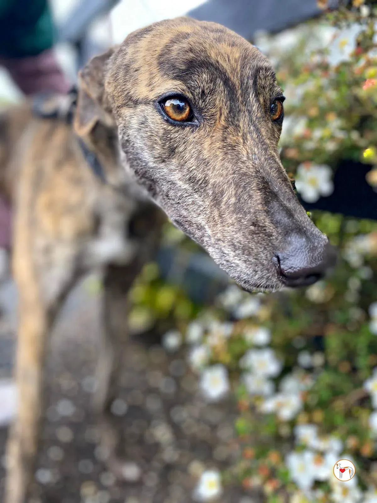 poppy grey adozione 22