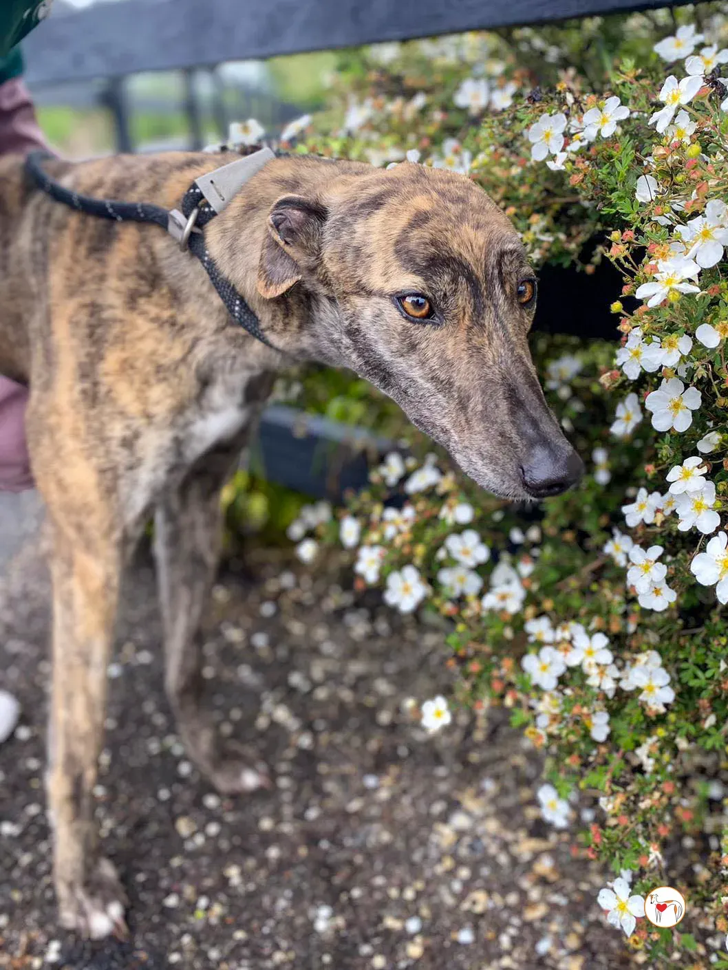 poppy grey adozione 23