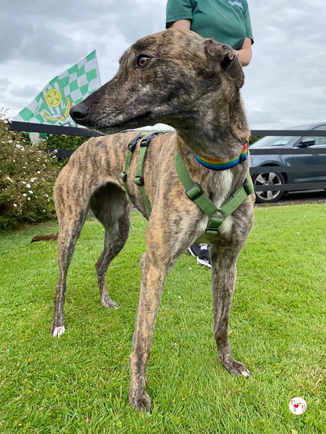 poppy grey adozione 24