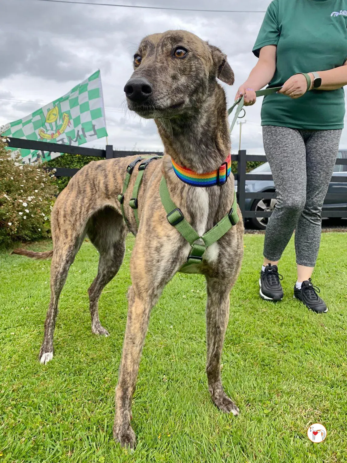 poppy grey adozione 25