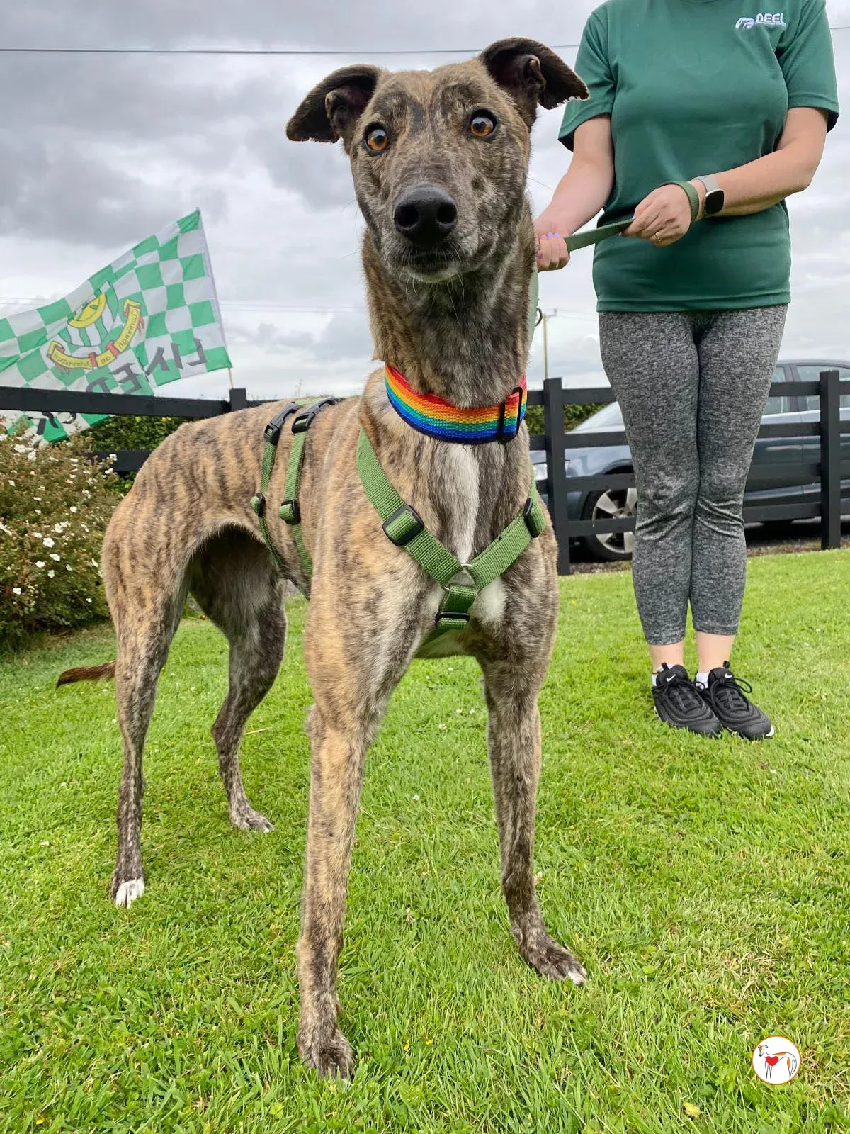 poppy grey adozione 26