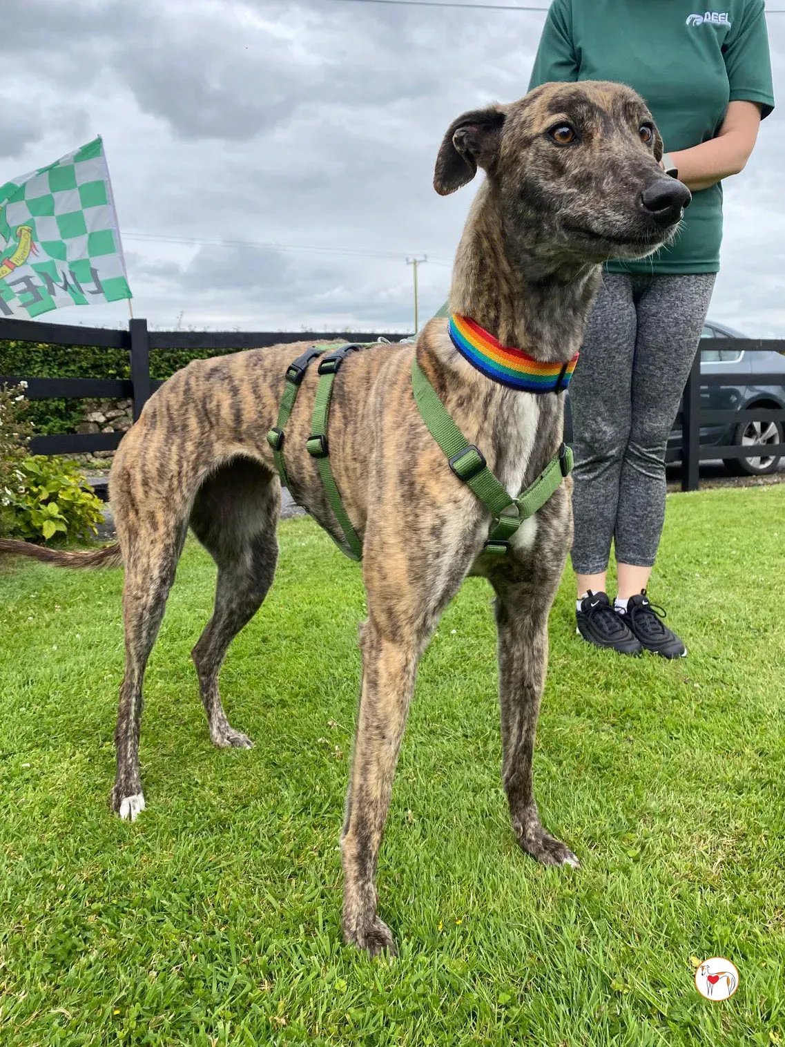 poppy grey adozione 27