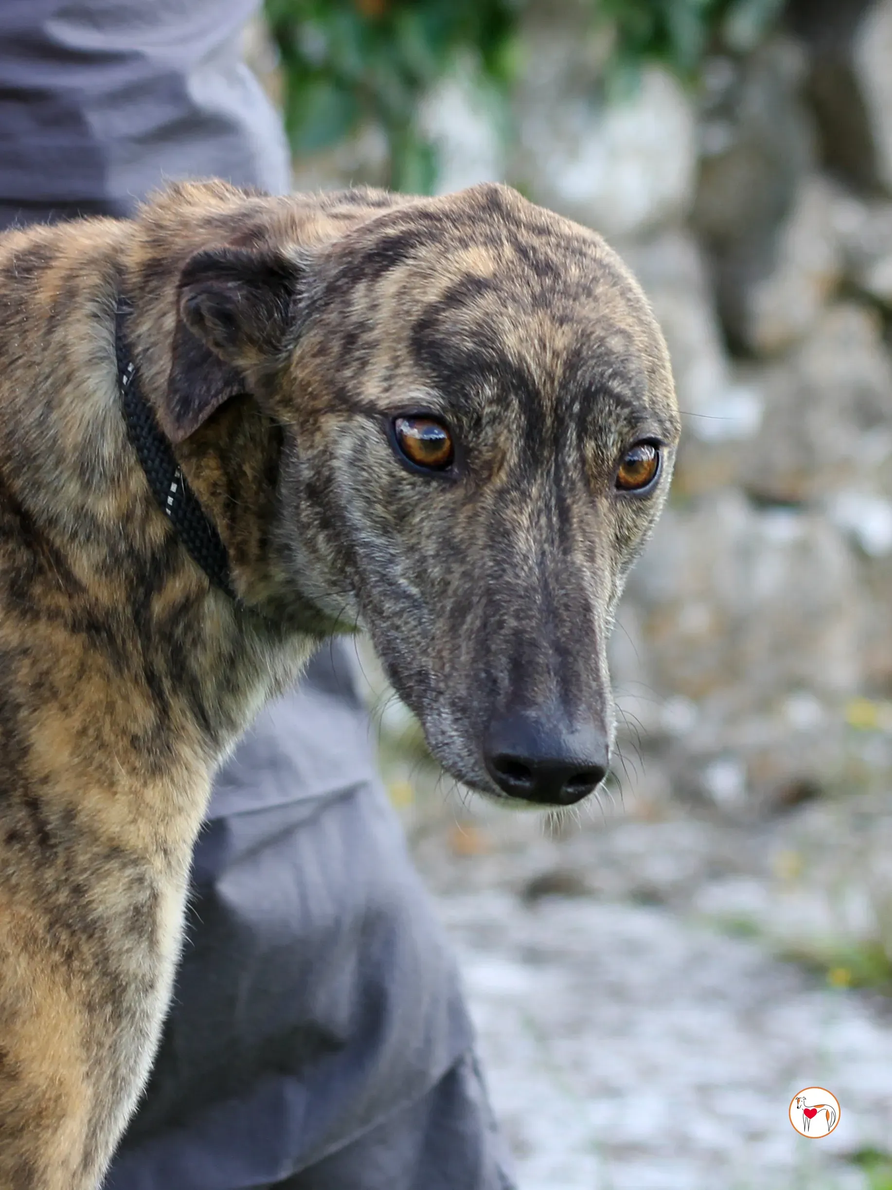 poppy grey adozione 28