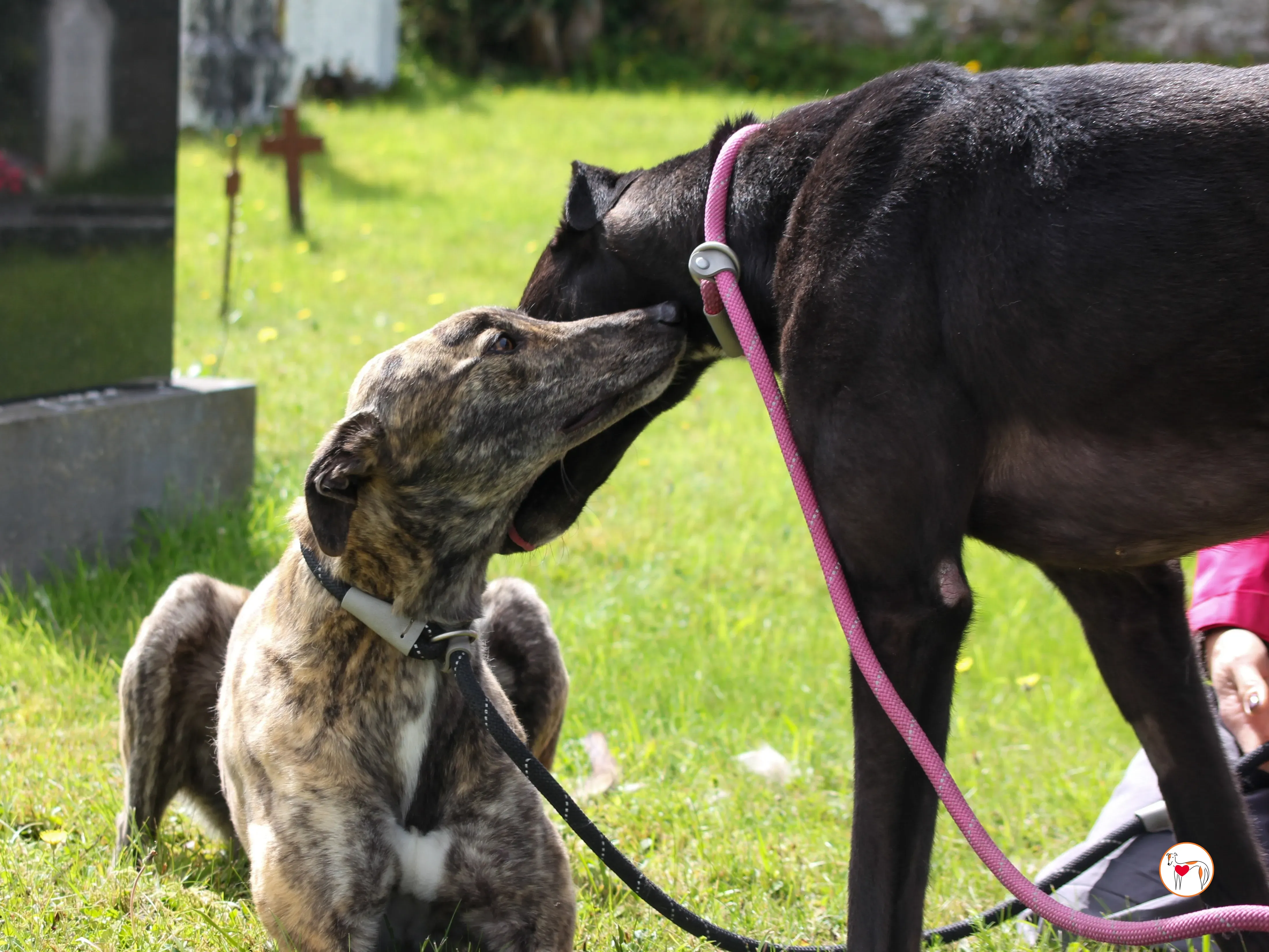 poppy grey adozione 29