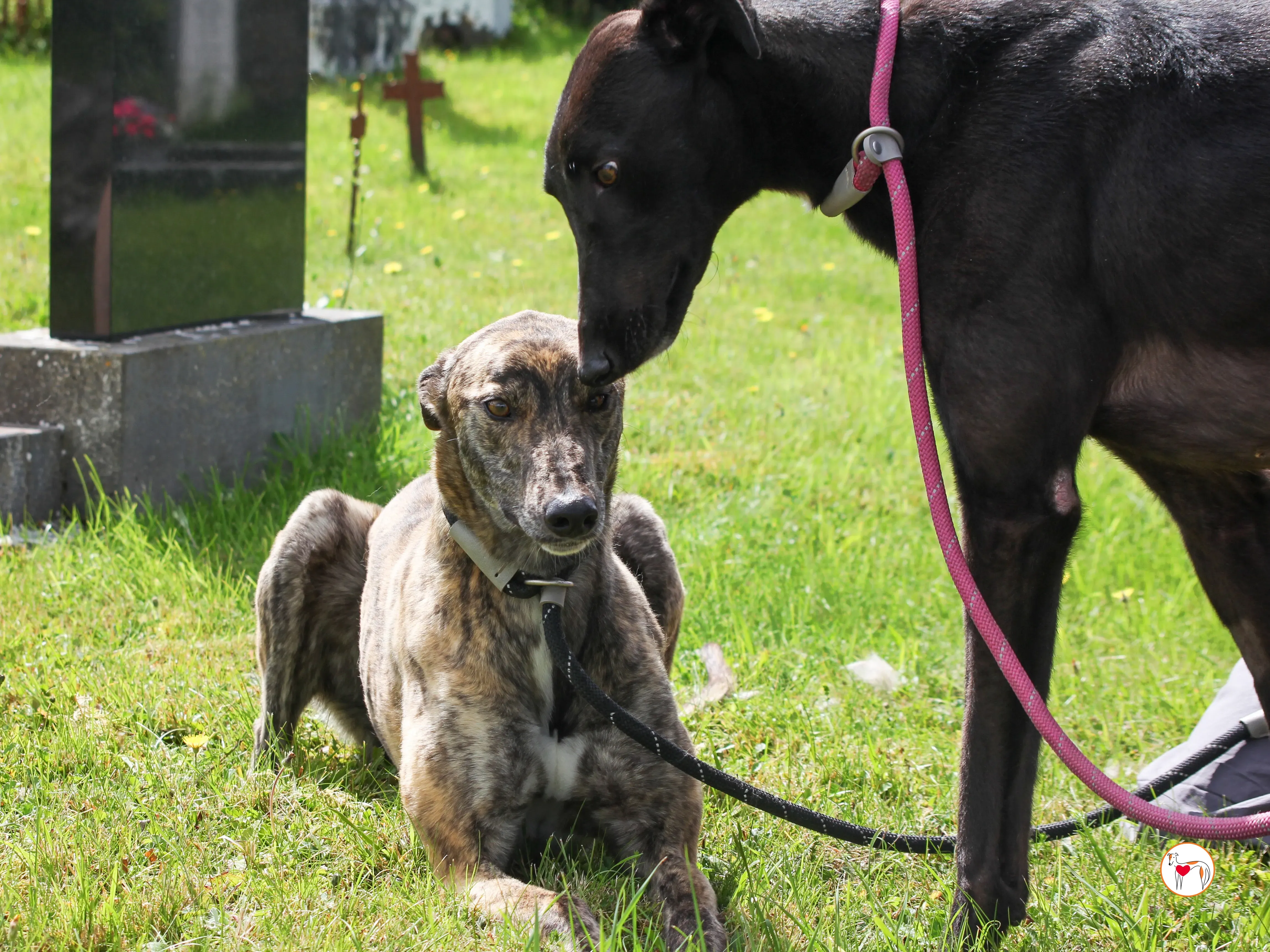 poppy grey adozione 30