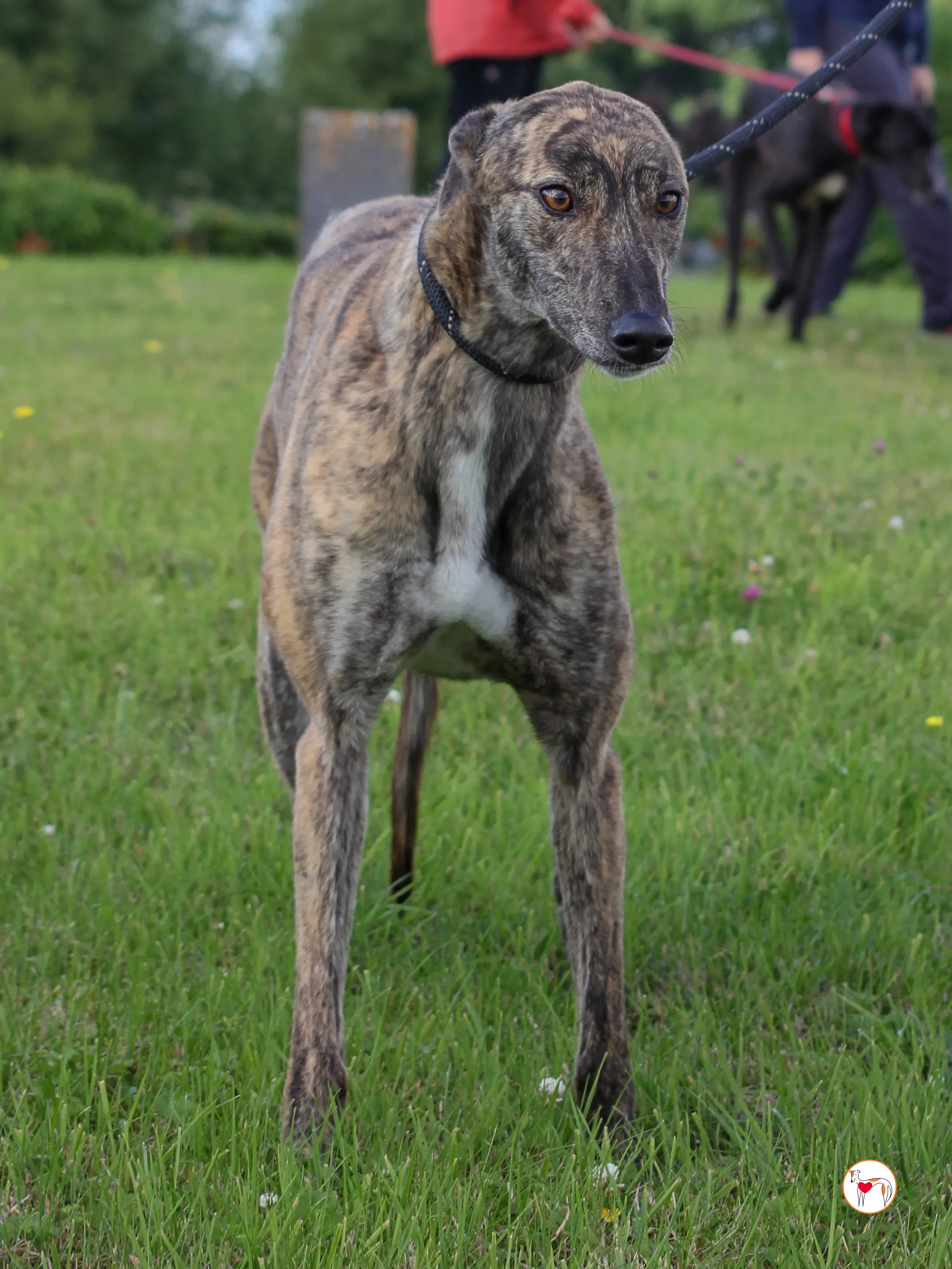 poppy grey adozione 31