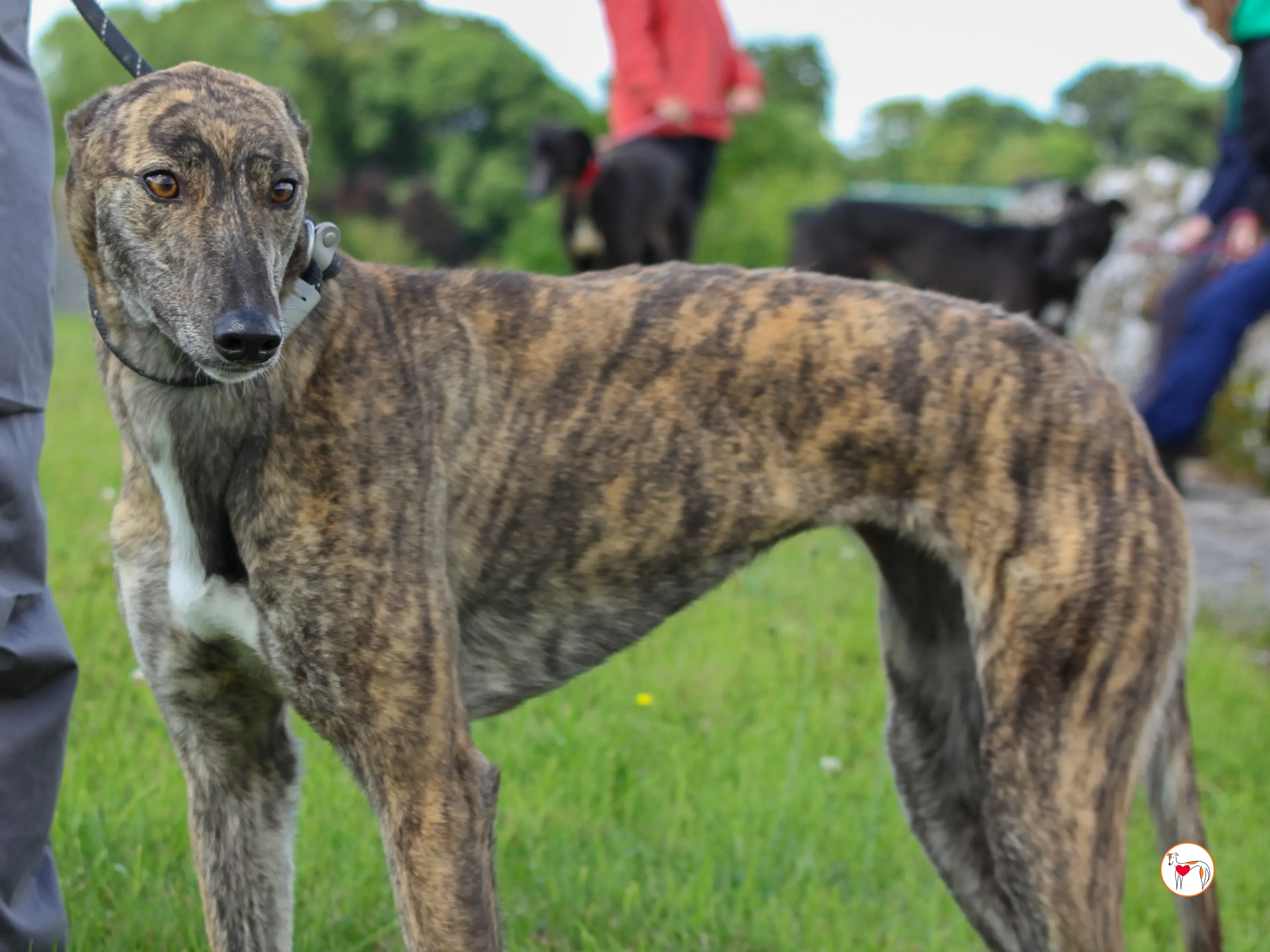 poppy grey adozione 32