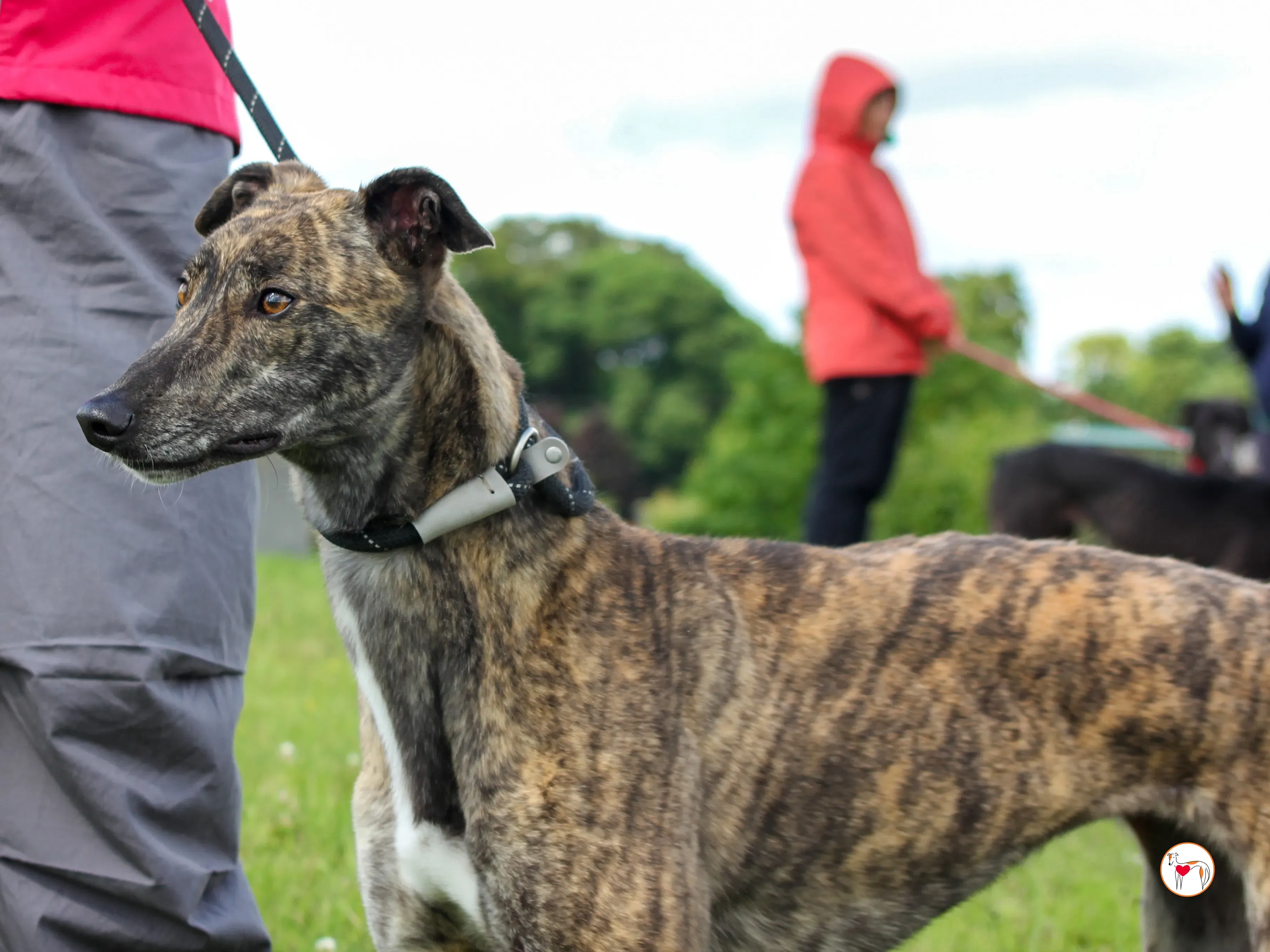 poppy grey adozione 33