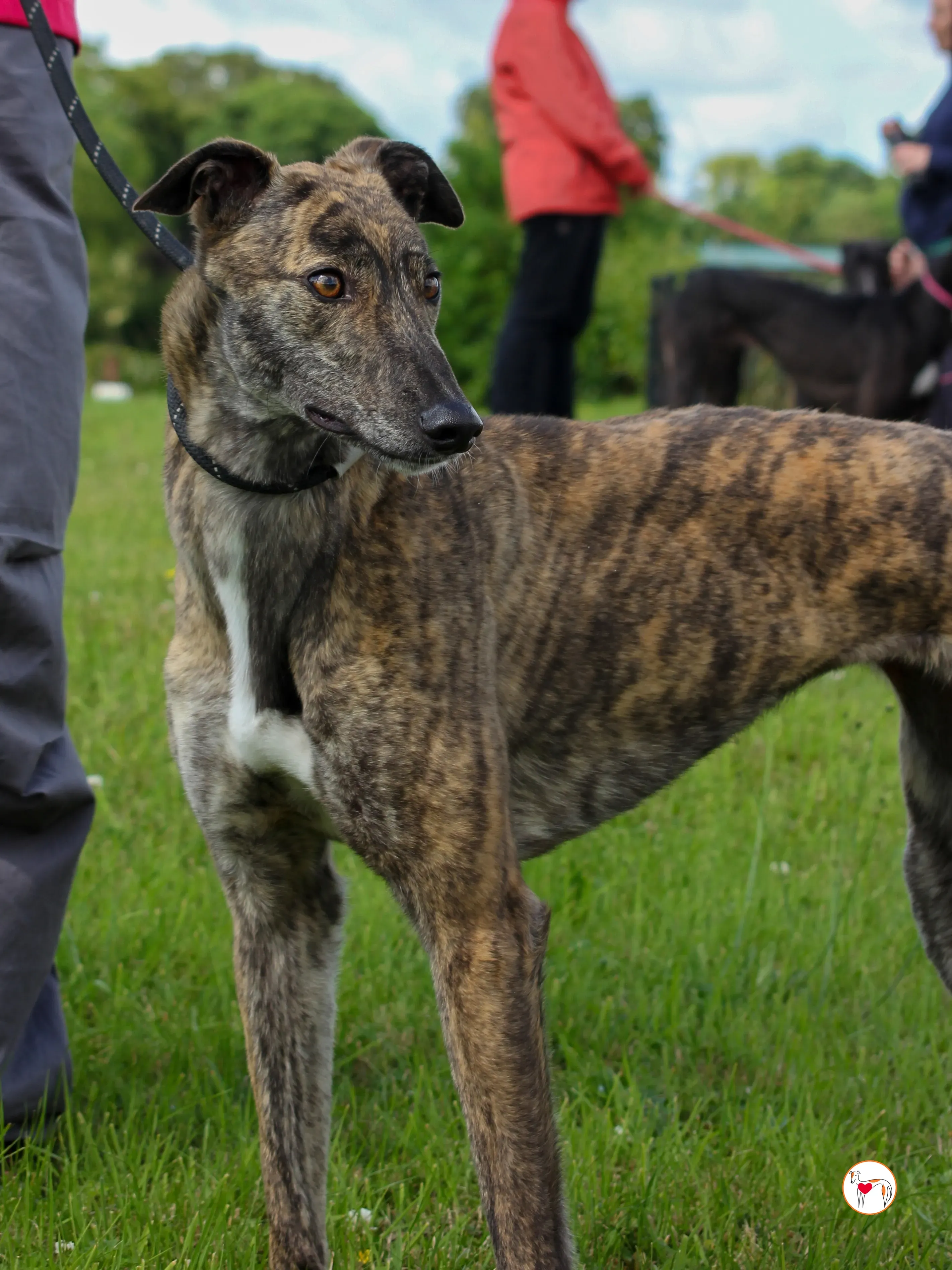 poppy grey adozione 34