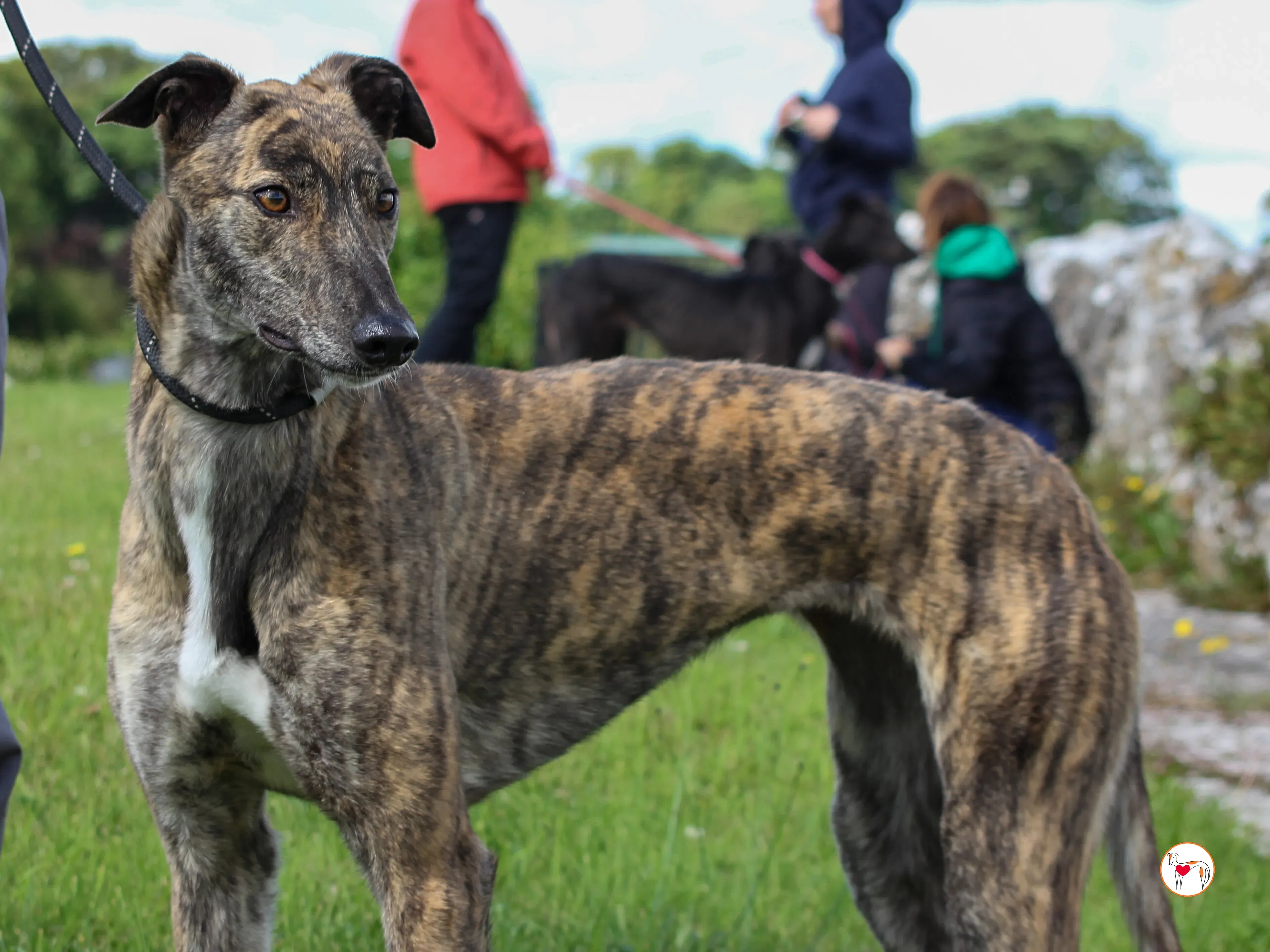 poppy grey adozione 35