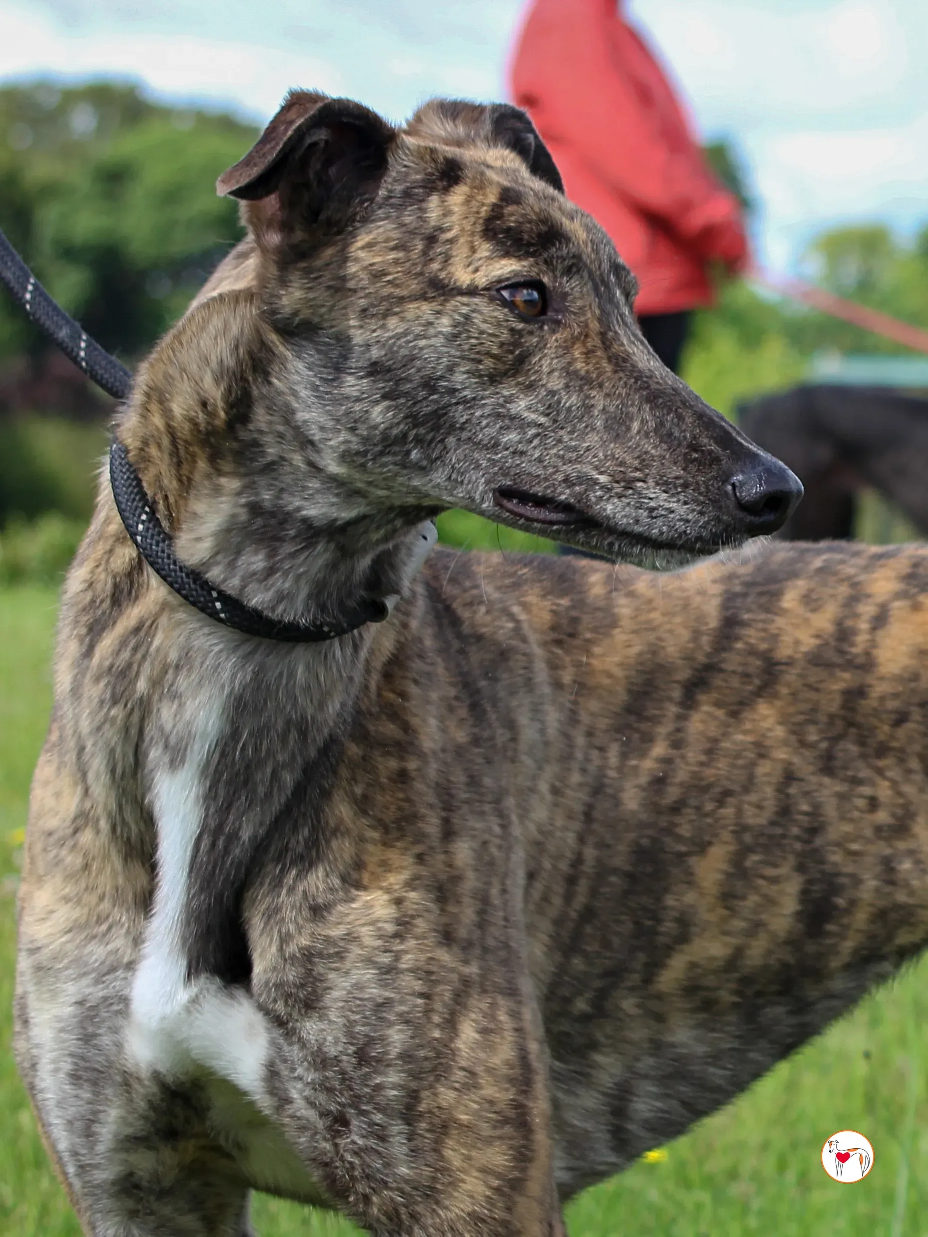 poppy grey adozione 36