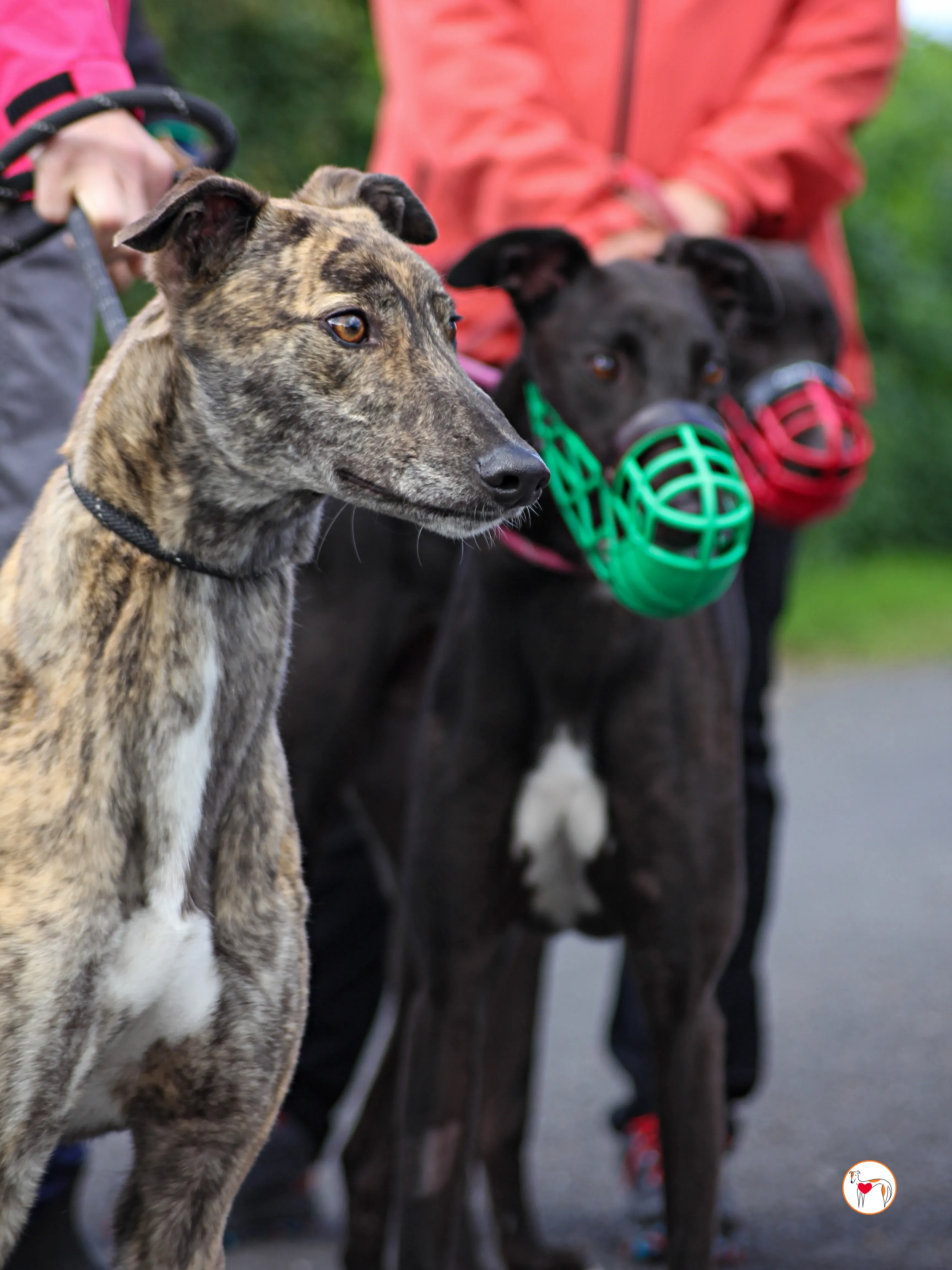 poppy grey adozione 37