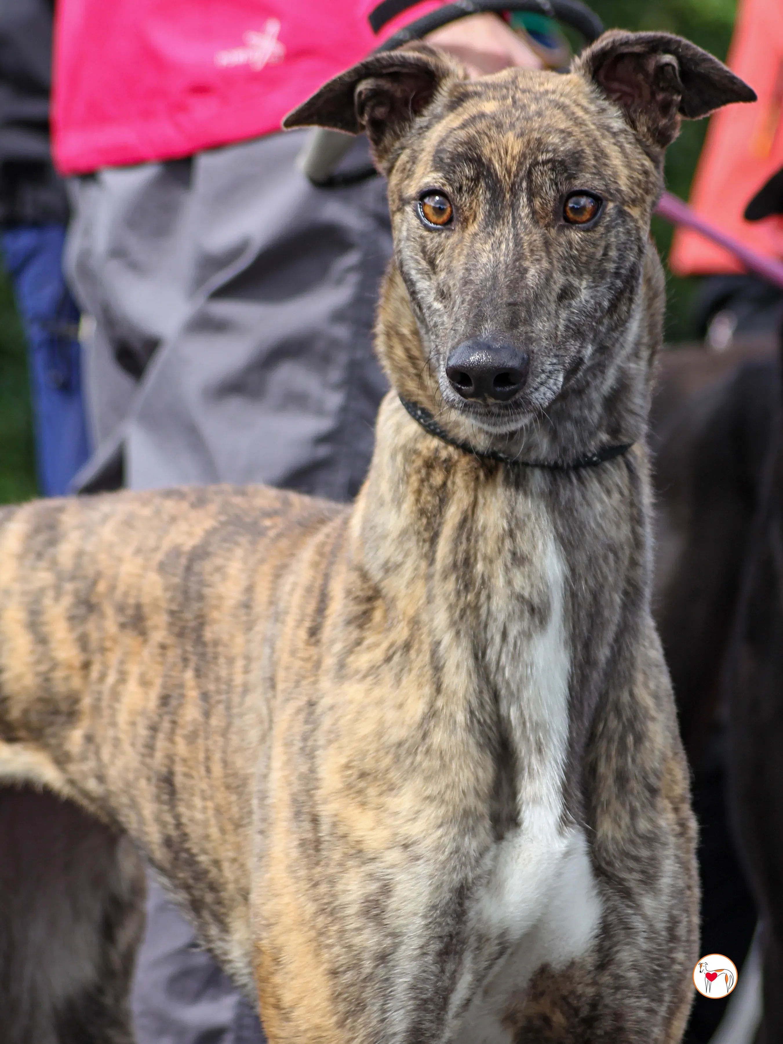 poppy grey adozione 38