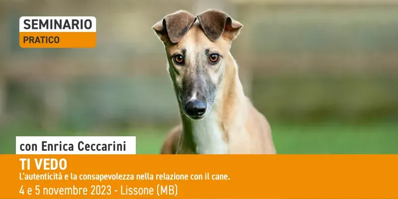 post SITO ti vedo LISSONE