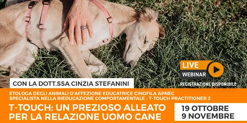 post sito t touch nell inserimento 02