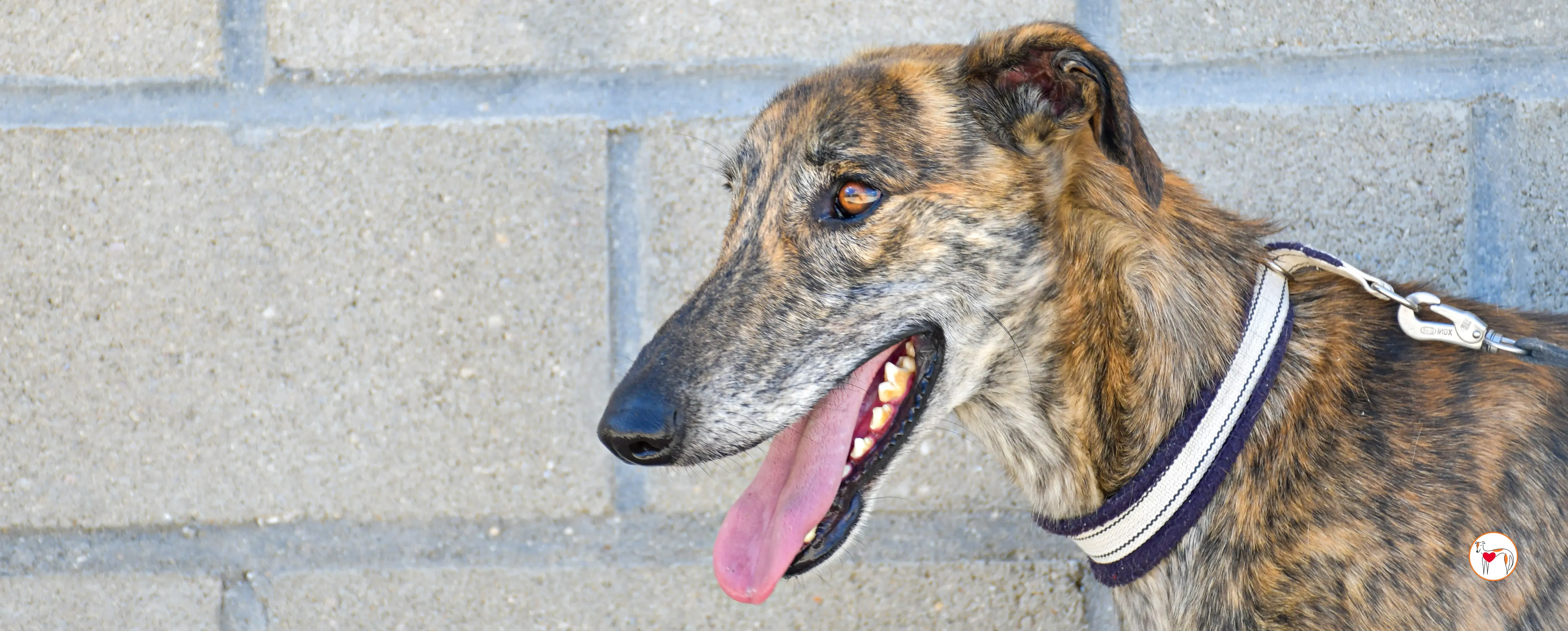 power galgo adozione 00 copertina b