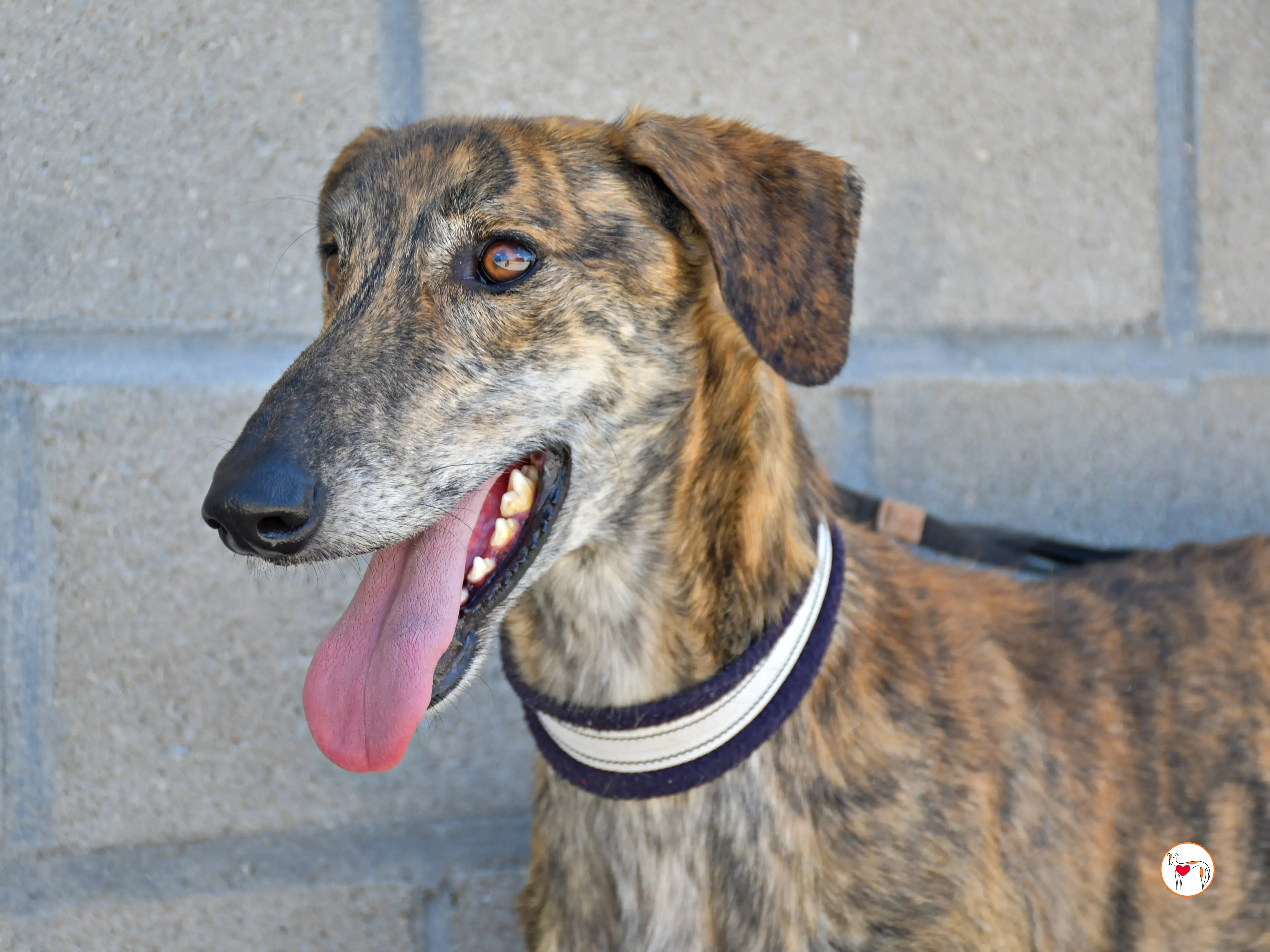 power galgo adozione 01