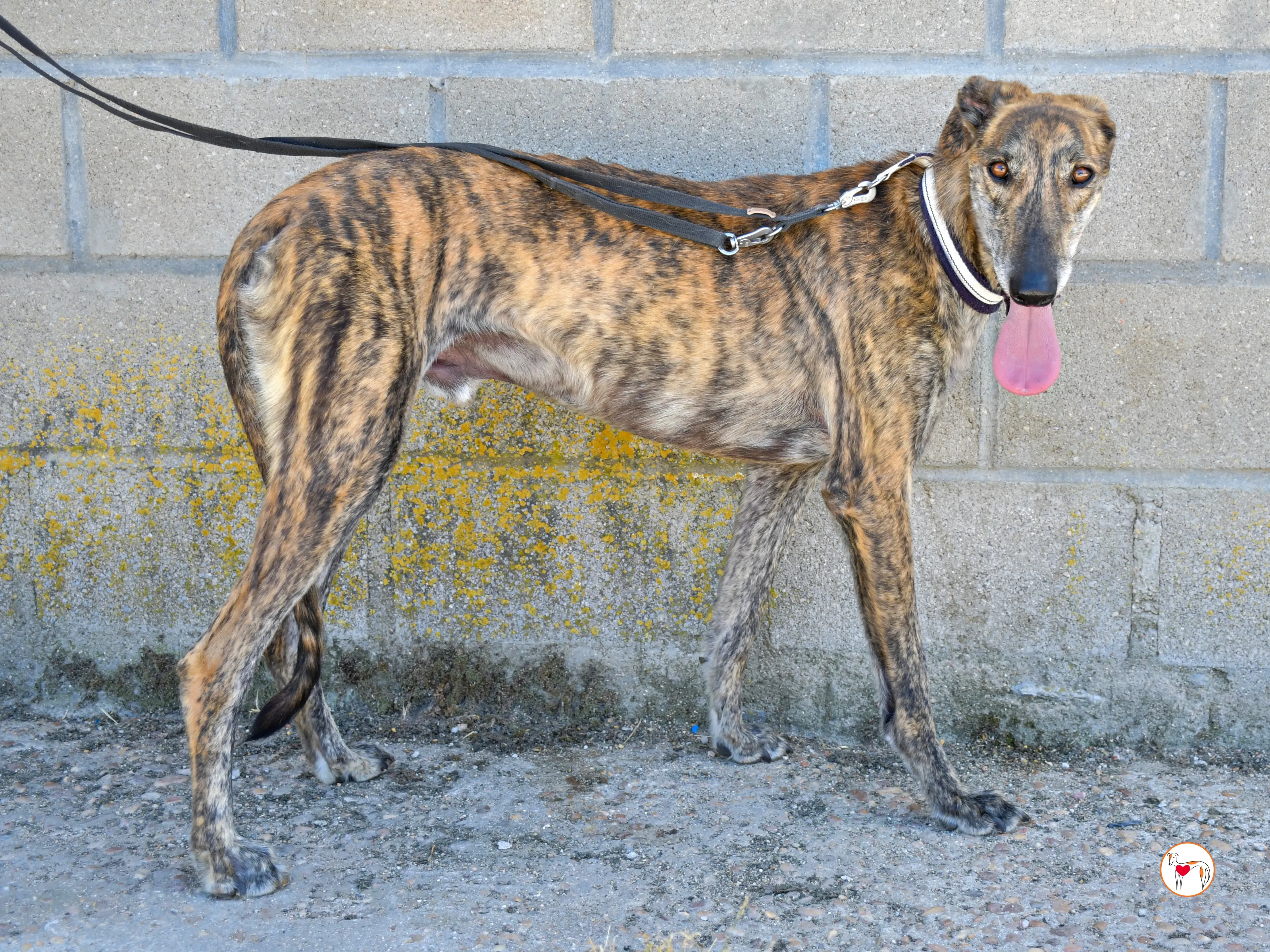 power galgo adozione 02