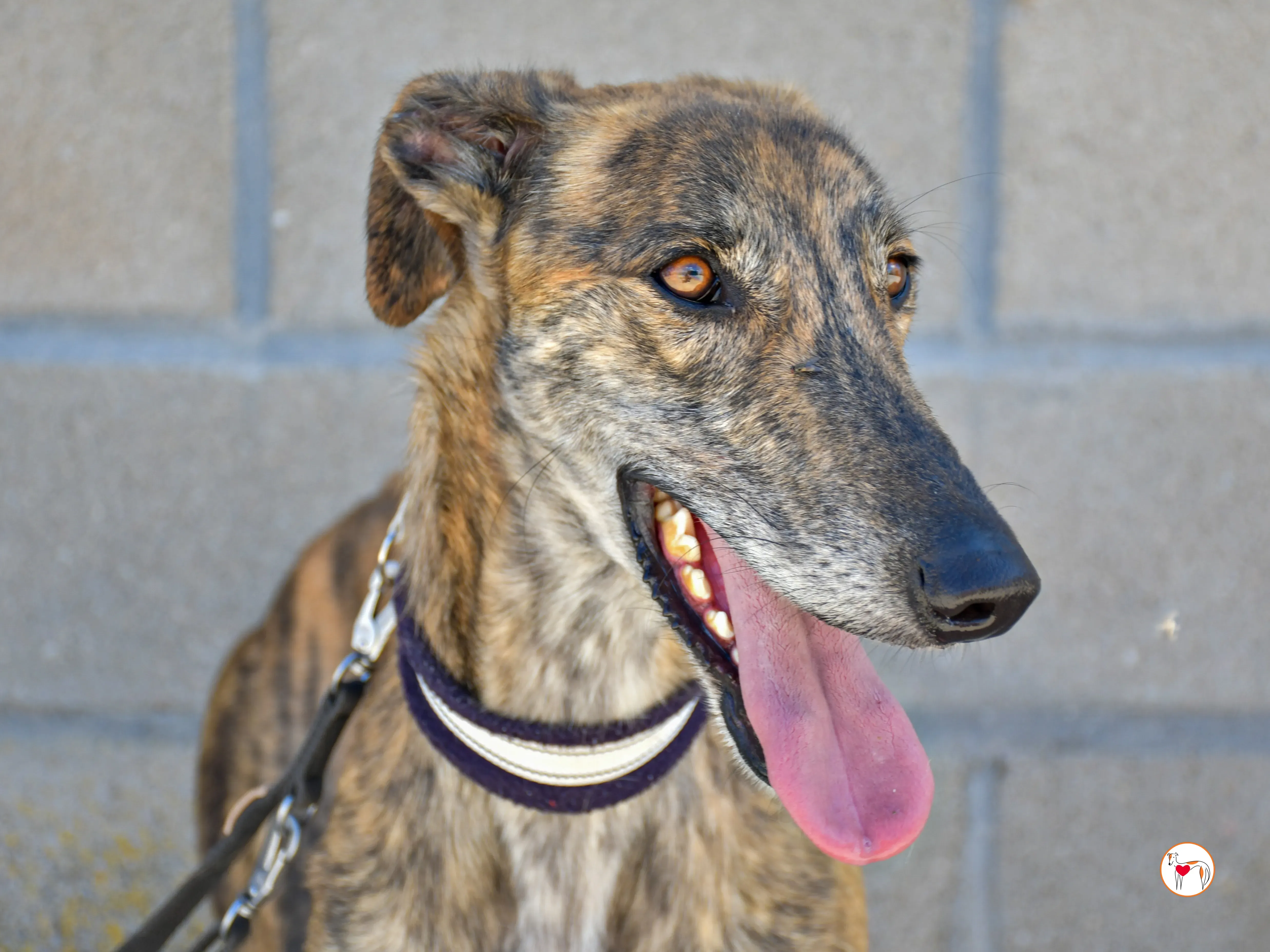 power galgo adozione 04