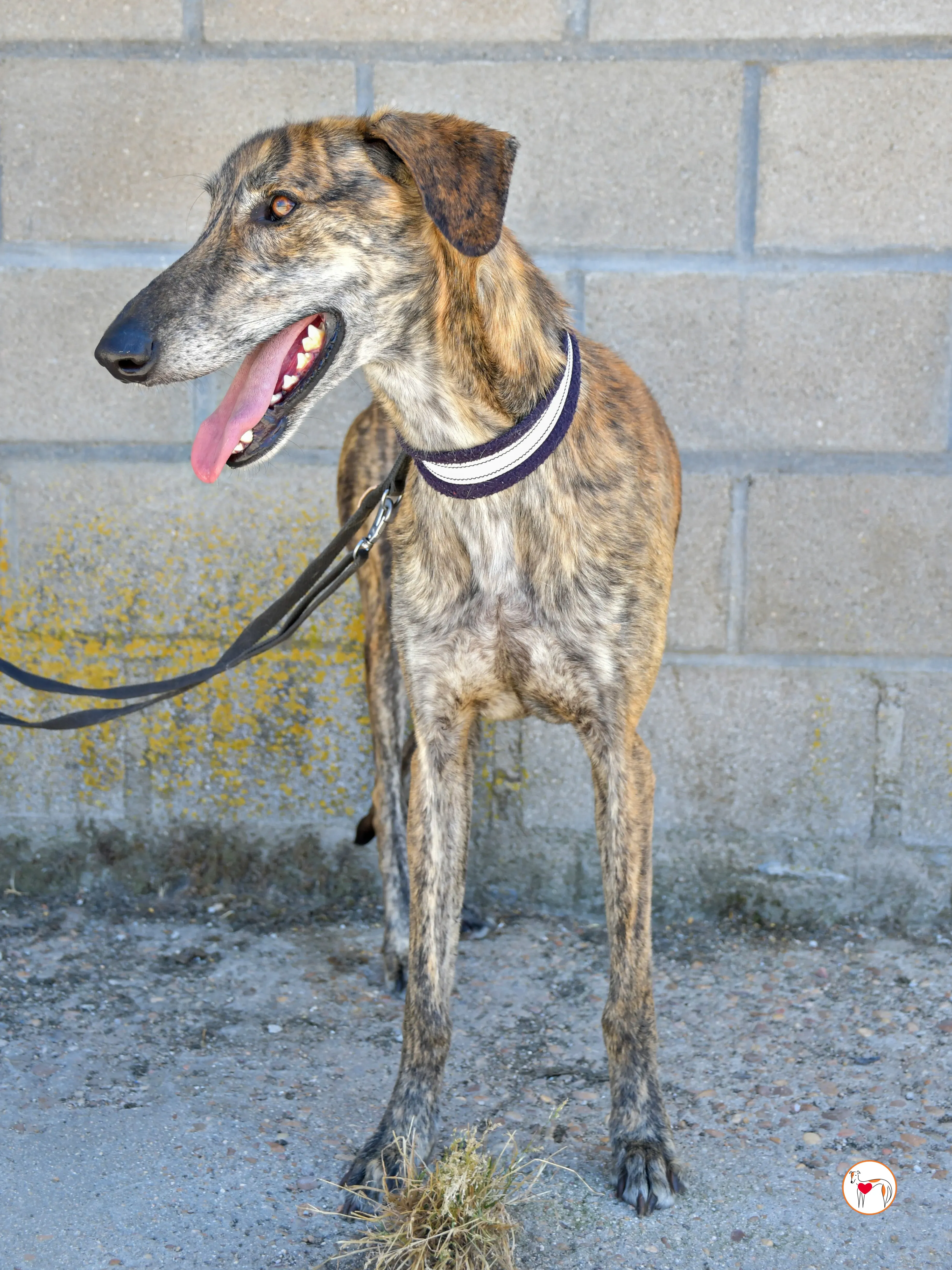 power galgo adozione 05