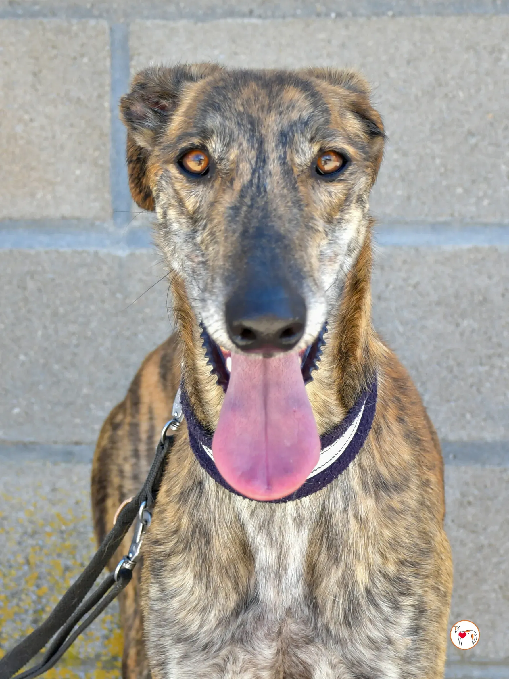 power galgo adozione 06