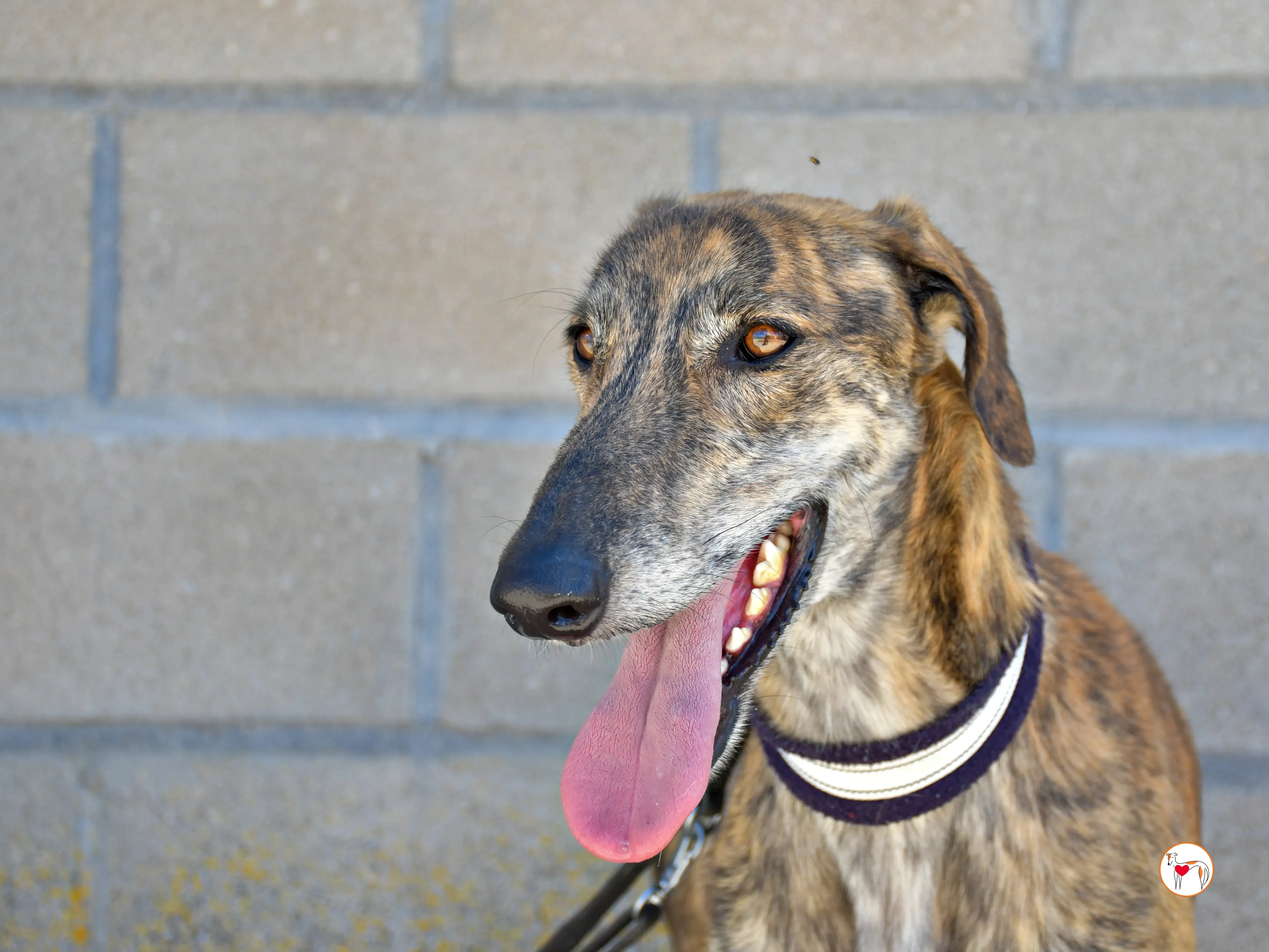 power galgo adozione 07