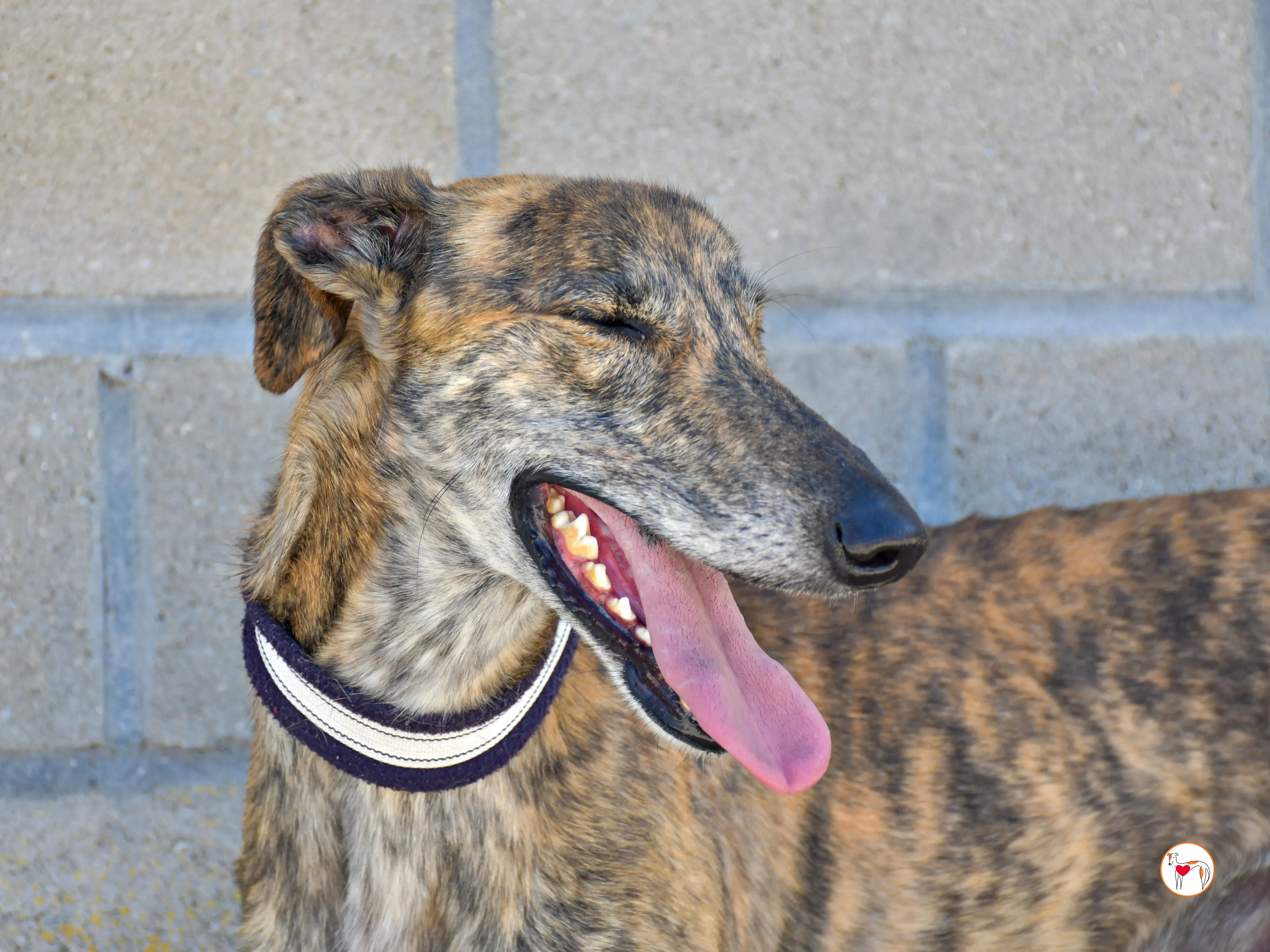 power galgo adozione 08