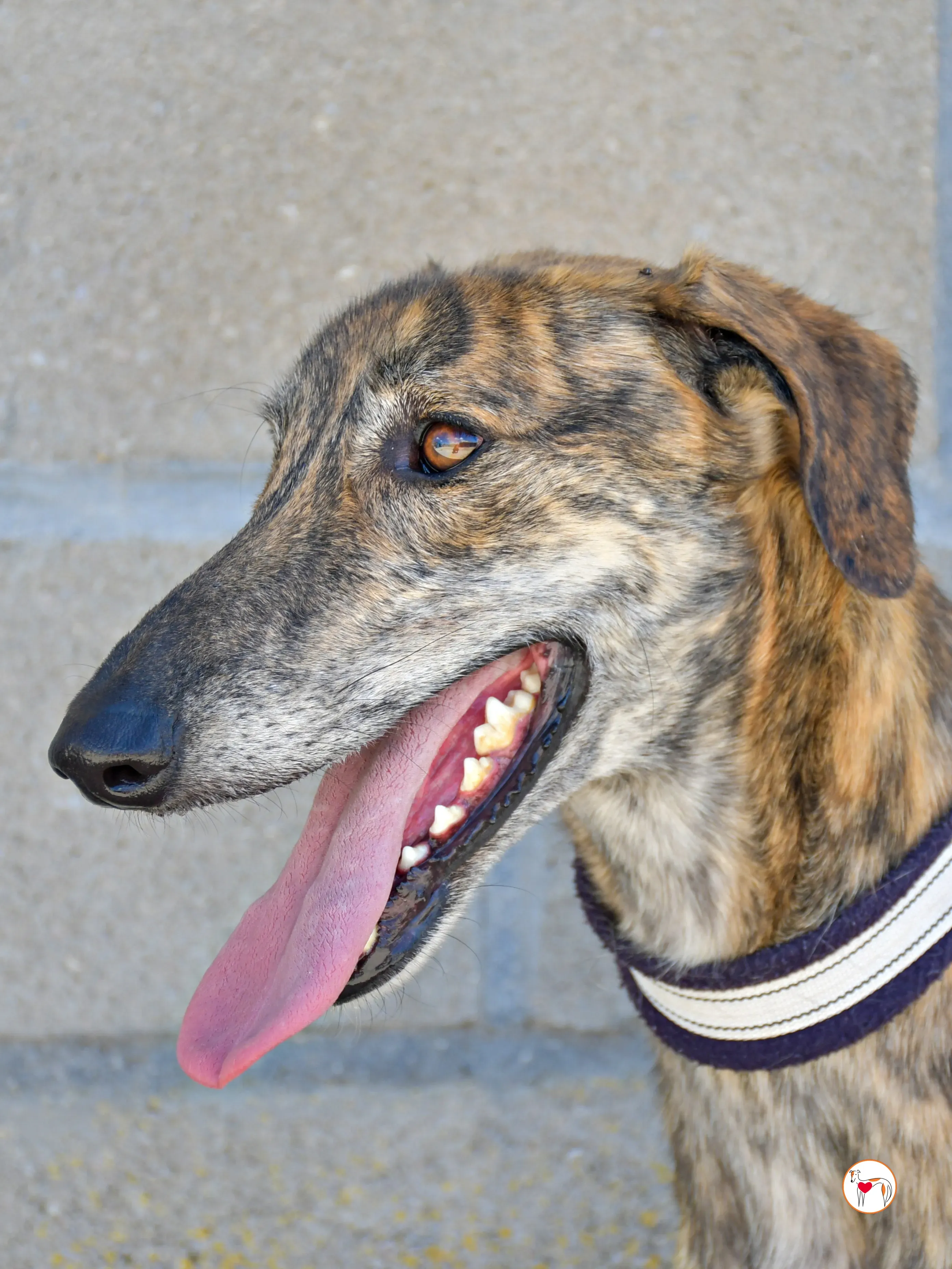 power galgo adozione 09