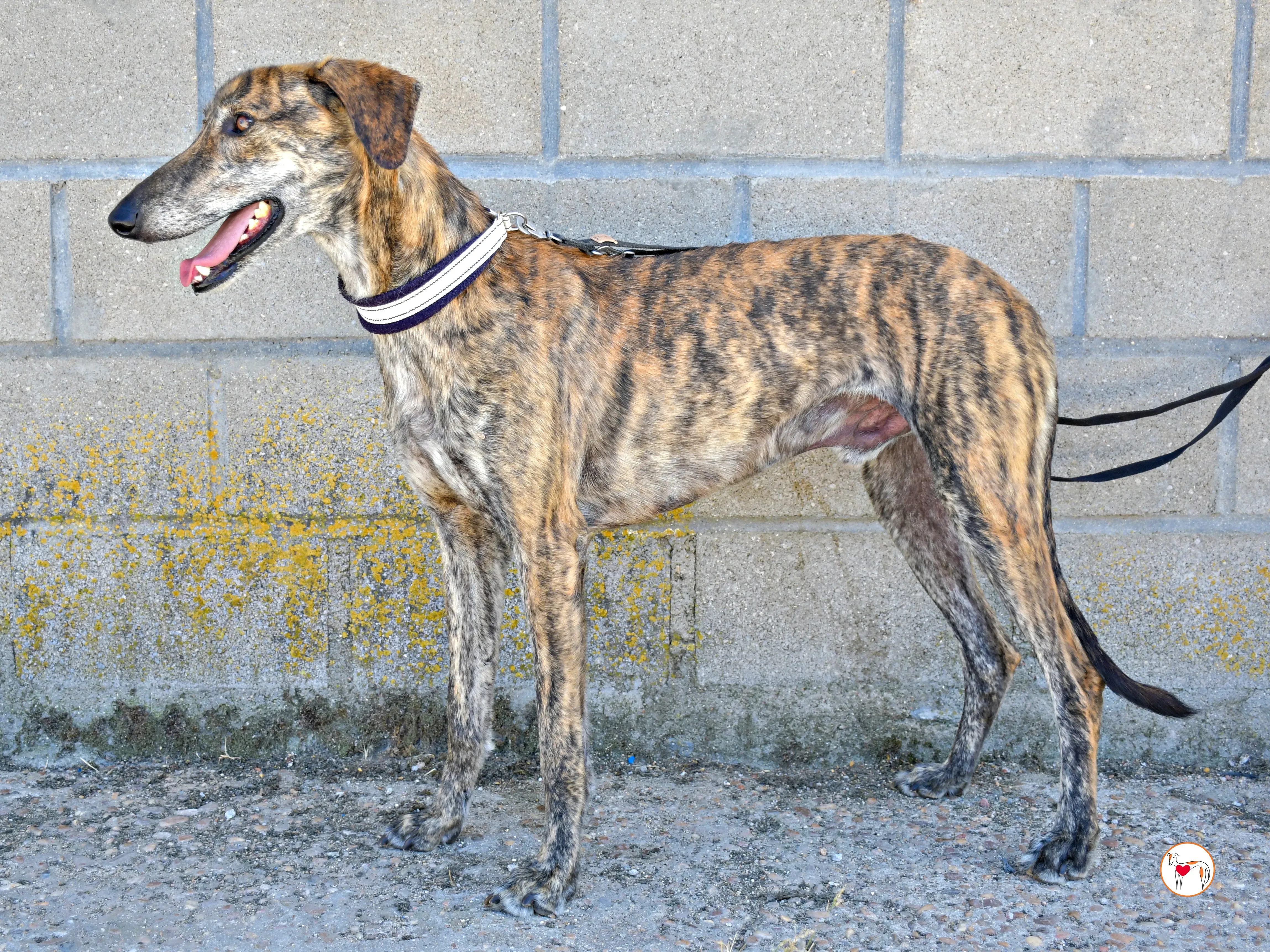 power galgo adozione 10