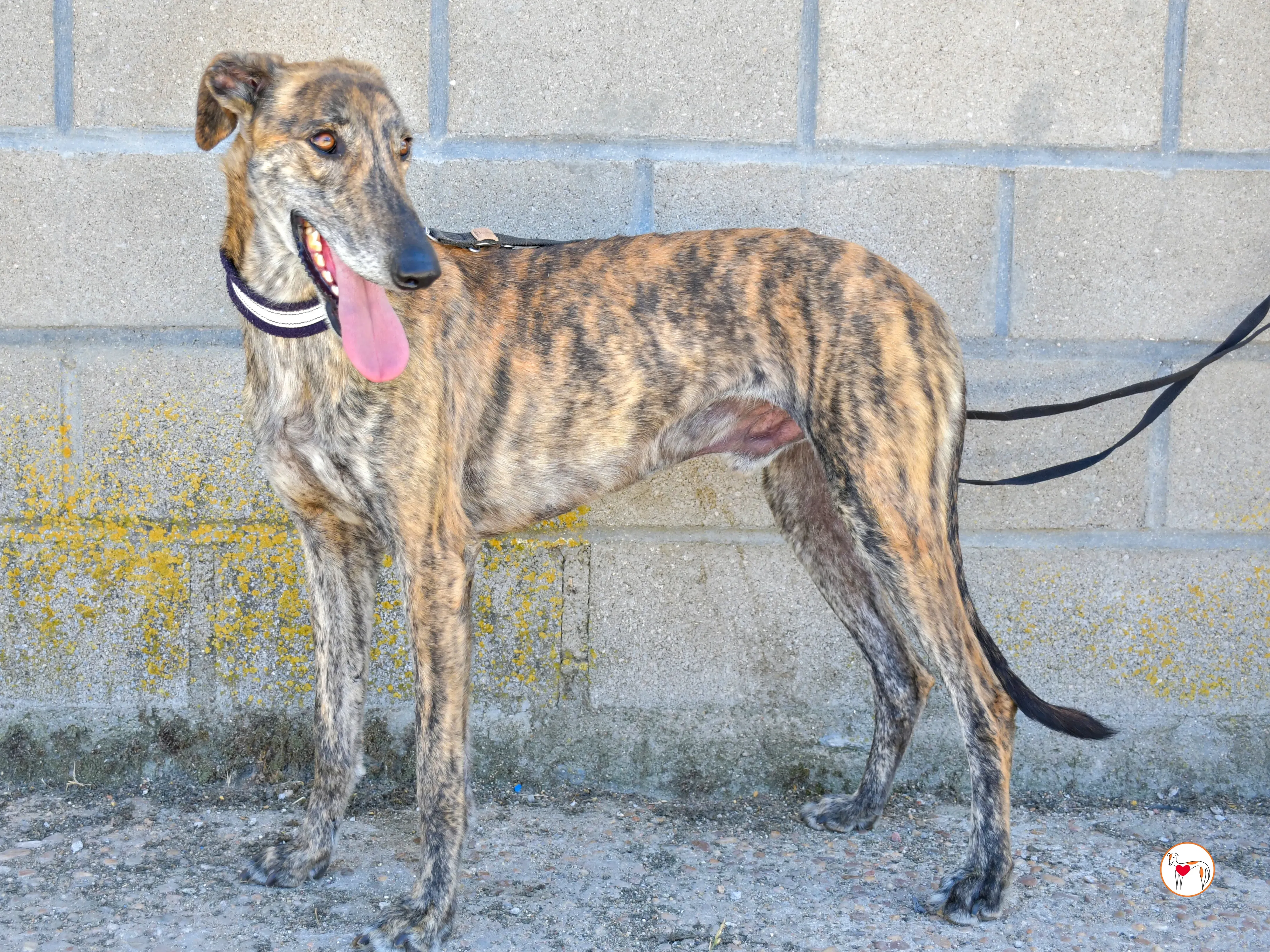 power galgo adozione 11