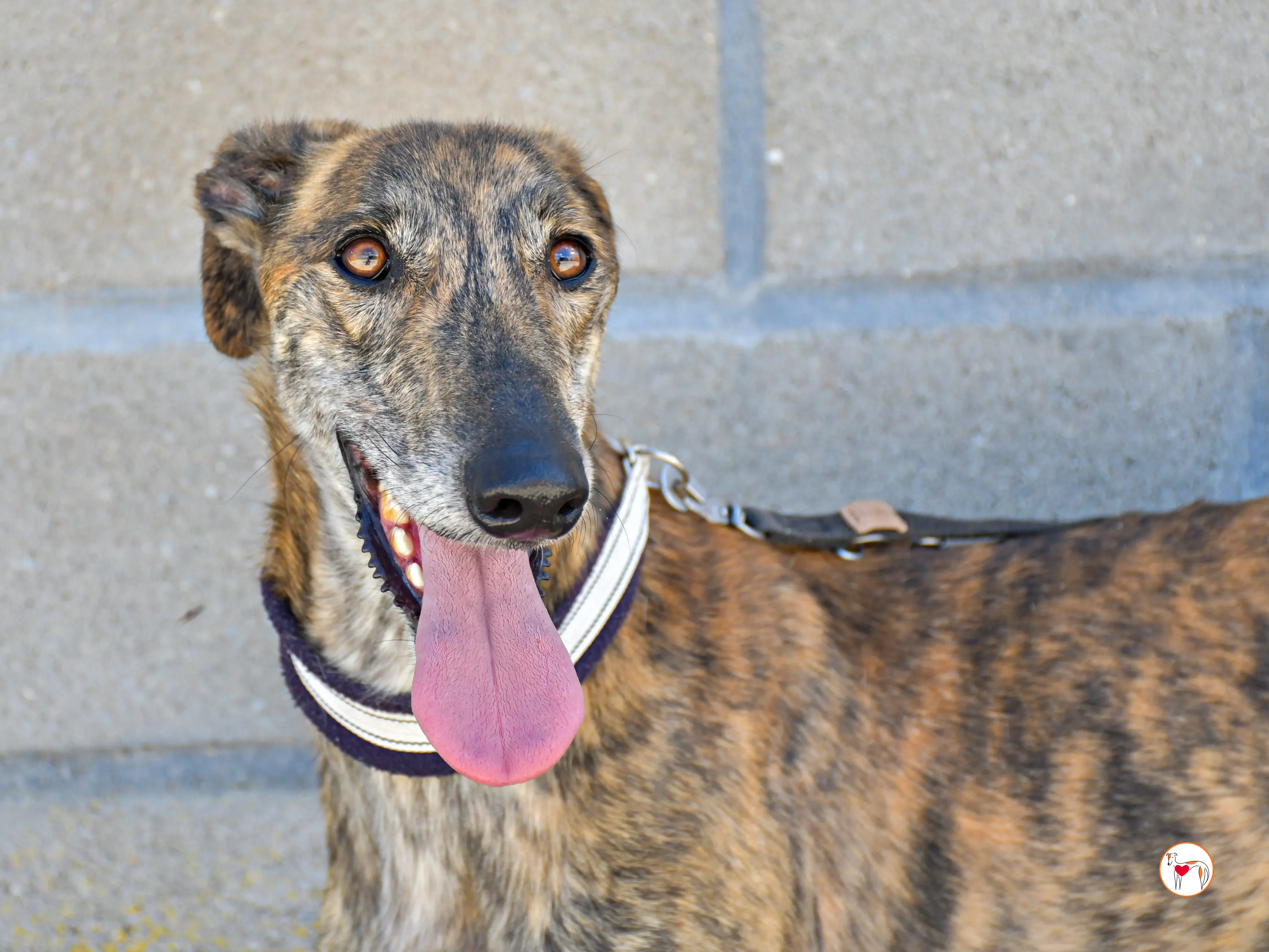 power galgo adozione 12