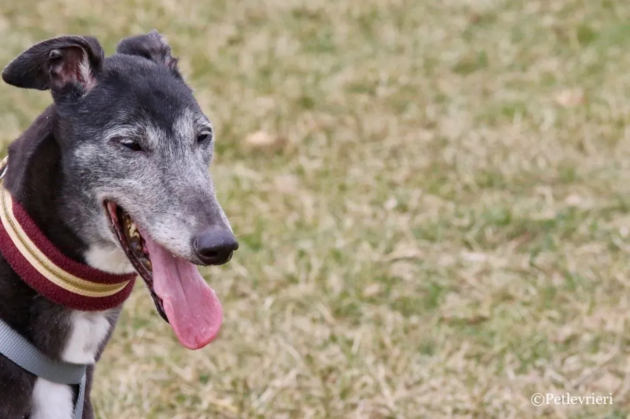 premier turn adozione greyhound macao 1