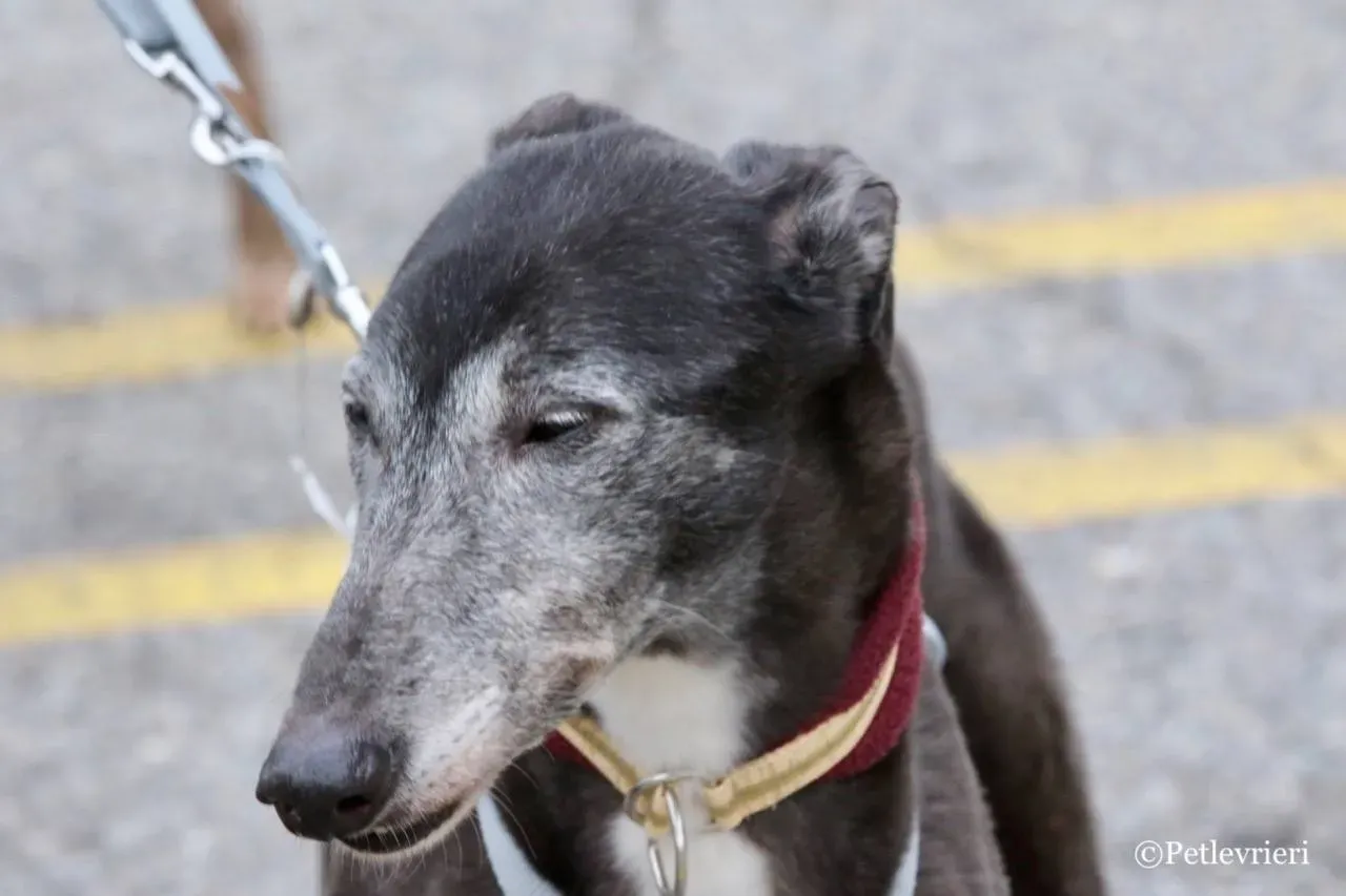 premier turn adozione greyhound macao 11