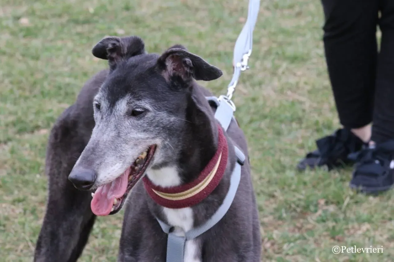 premier turn adozione greyhound macao 13