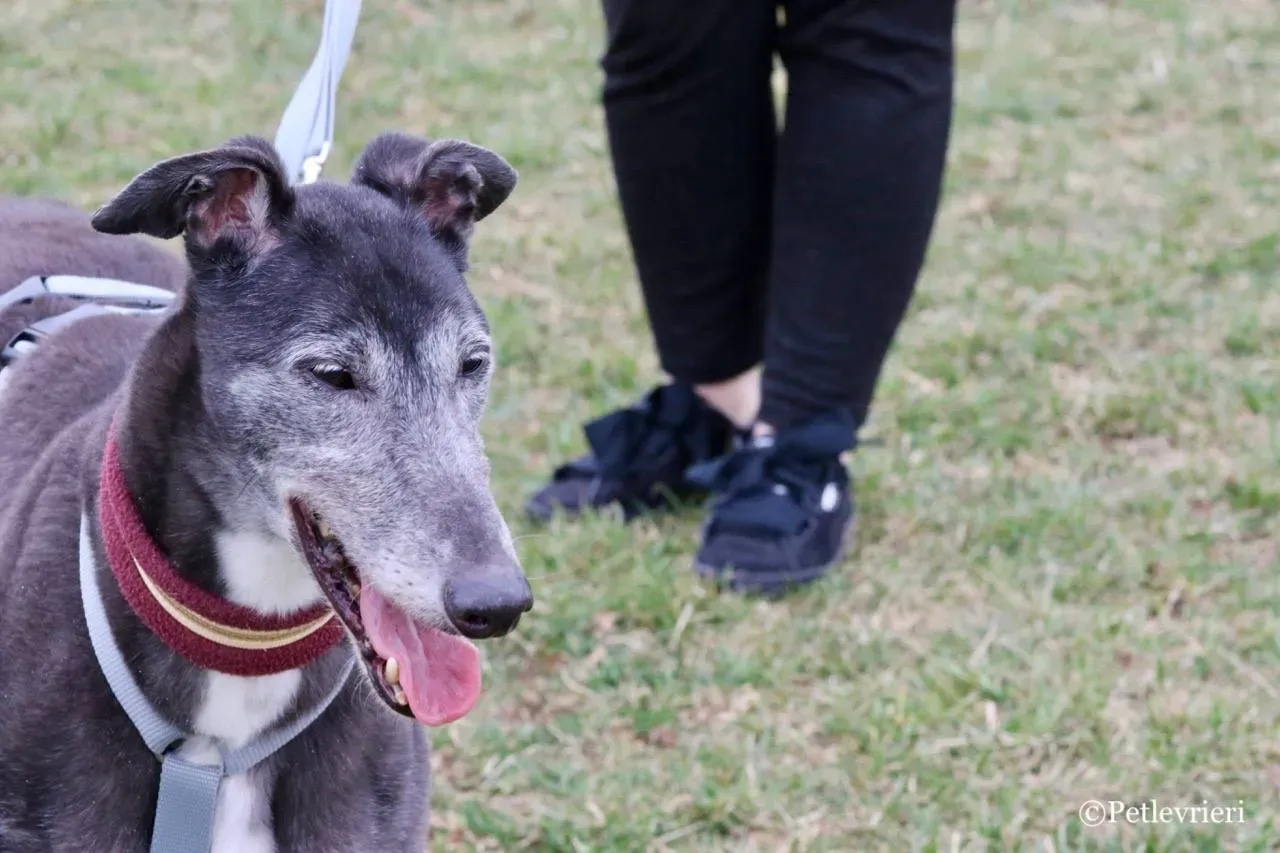 premier turn adozione greyhound macao 14