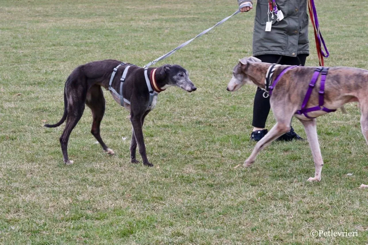 premier turn adozione greyhound macao 15