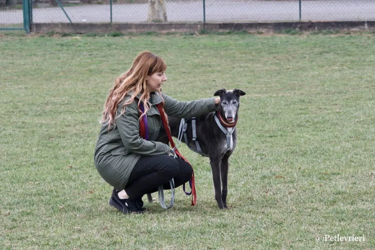 premier turn adozione greyhound macao 16