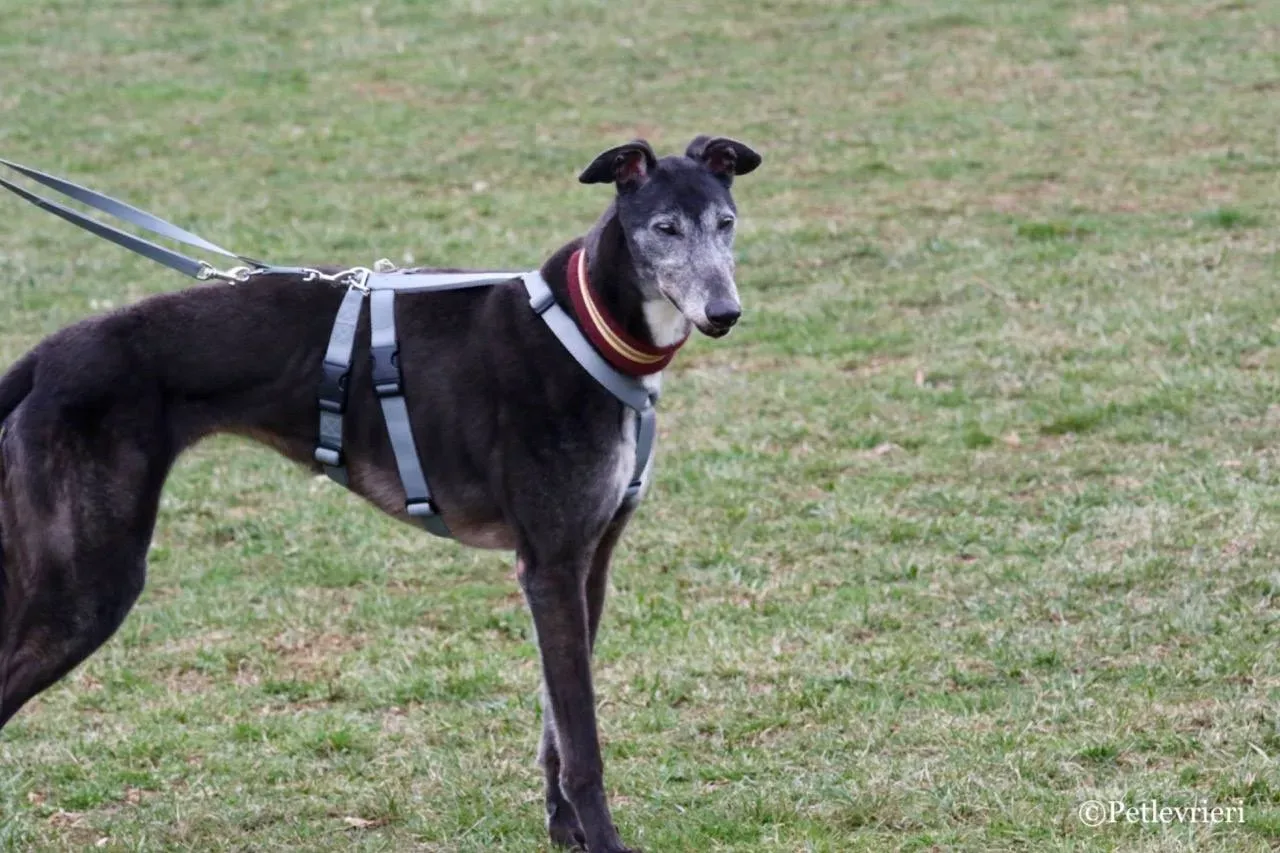 premier turn adozione greyhound macao 17