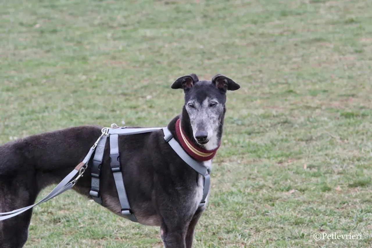 premier turn adozione greyhound macao 18