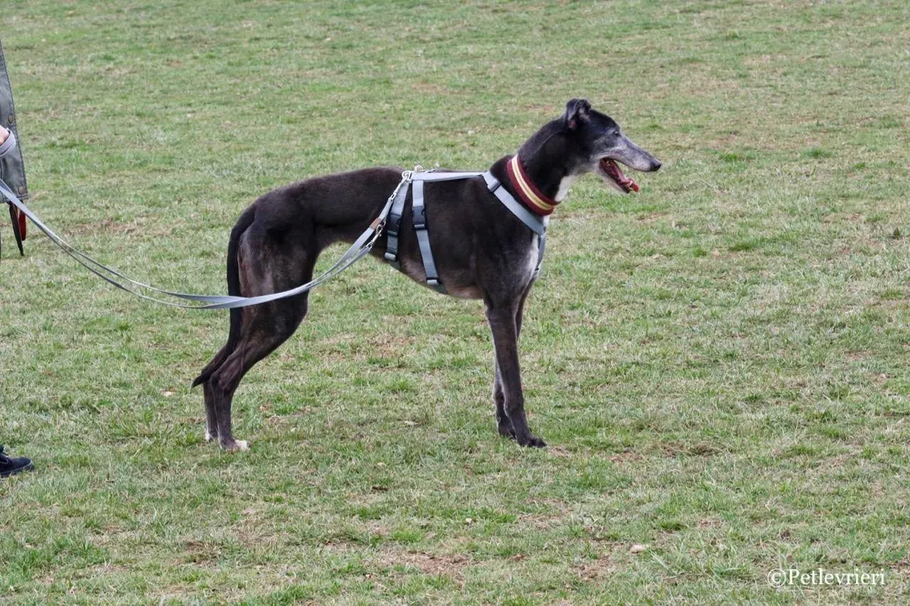 premier turn adozione greyhound macao 19