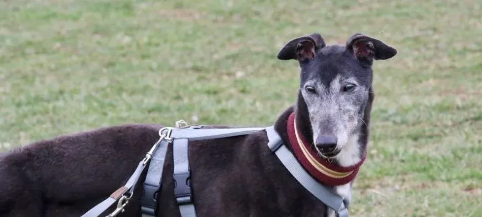 premier turn adozione greyhound macao 2 e1552252965389