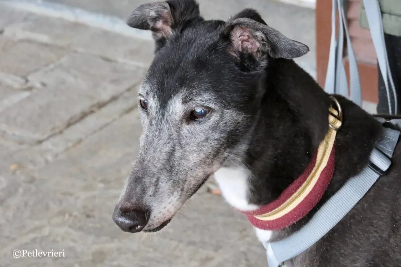 premier turn adozione greyhound macao 20