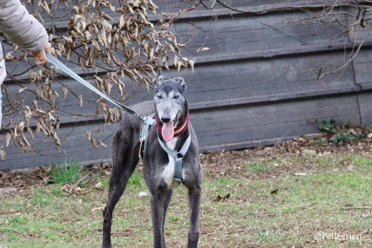 premier turn adozione greyhound macao 21