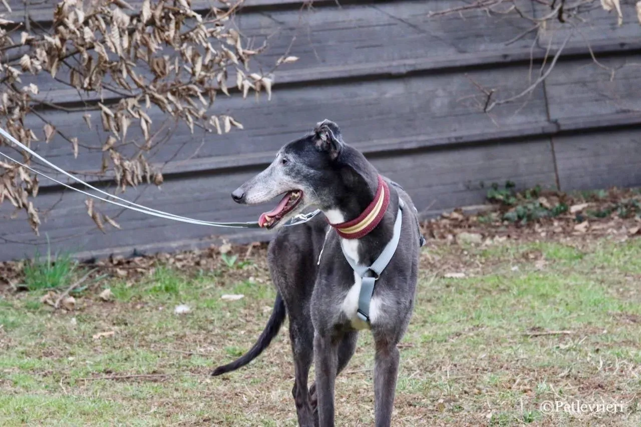 premier turn adozione greyhound macao 22