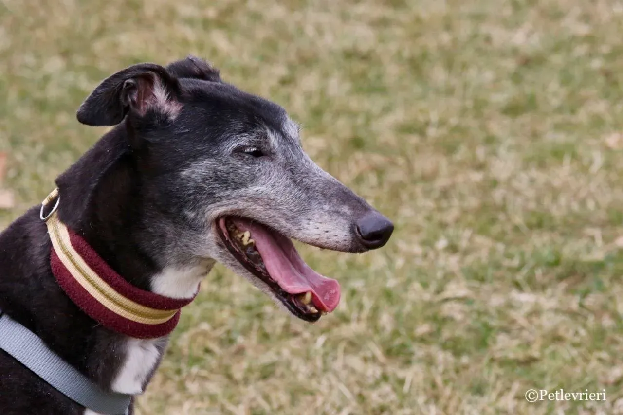premier turn adozione greyhound macao 23